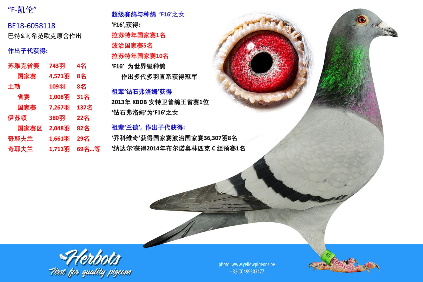 pigeon: undefined