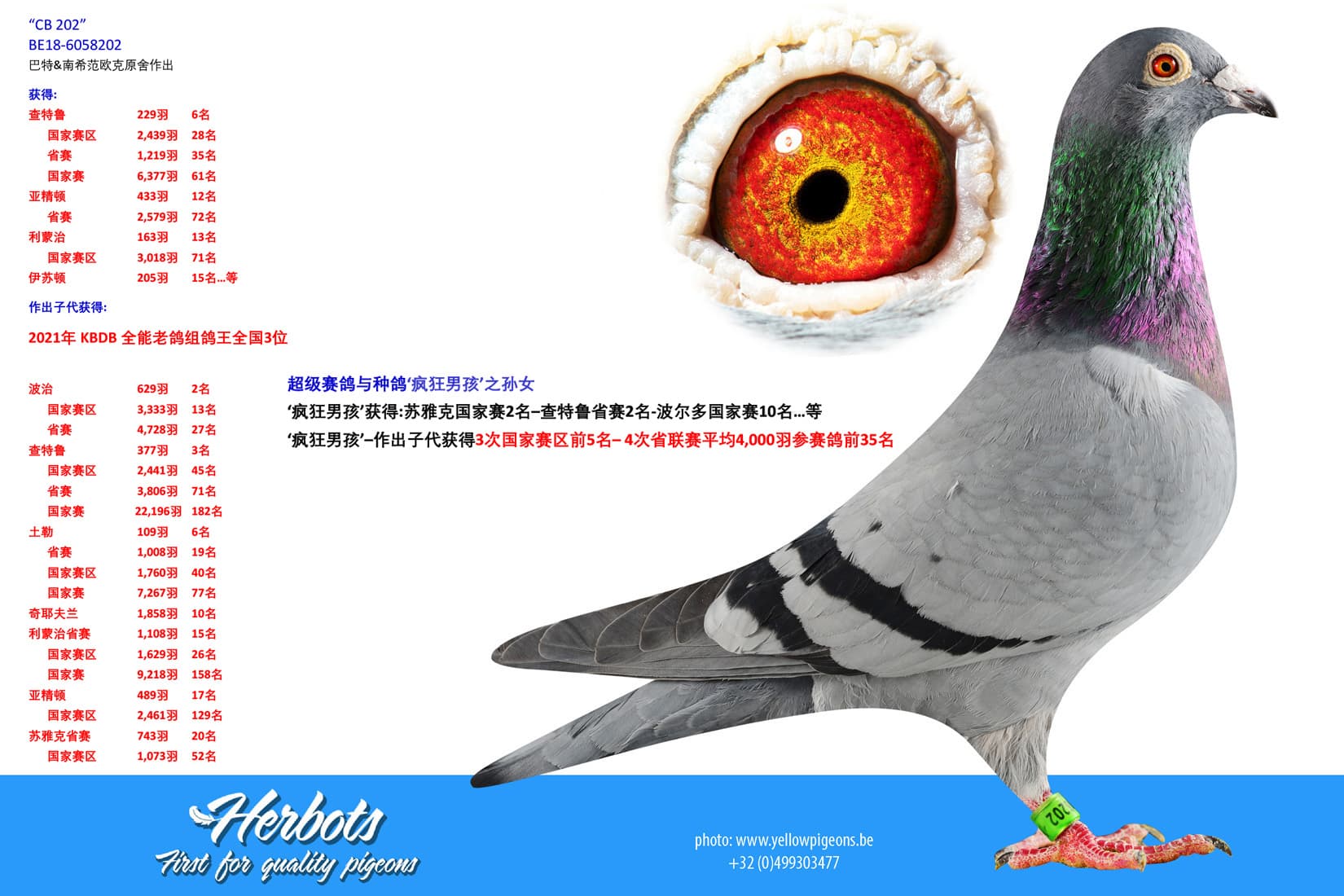 pigeon: undefined