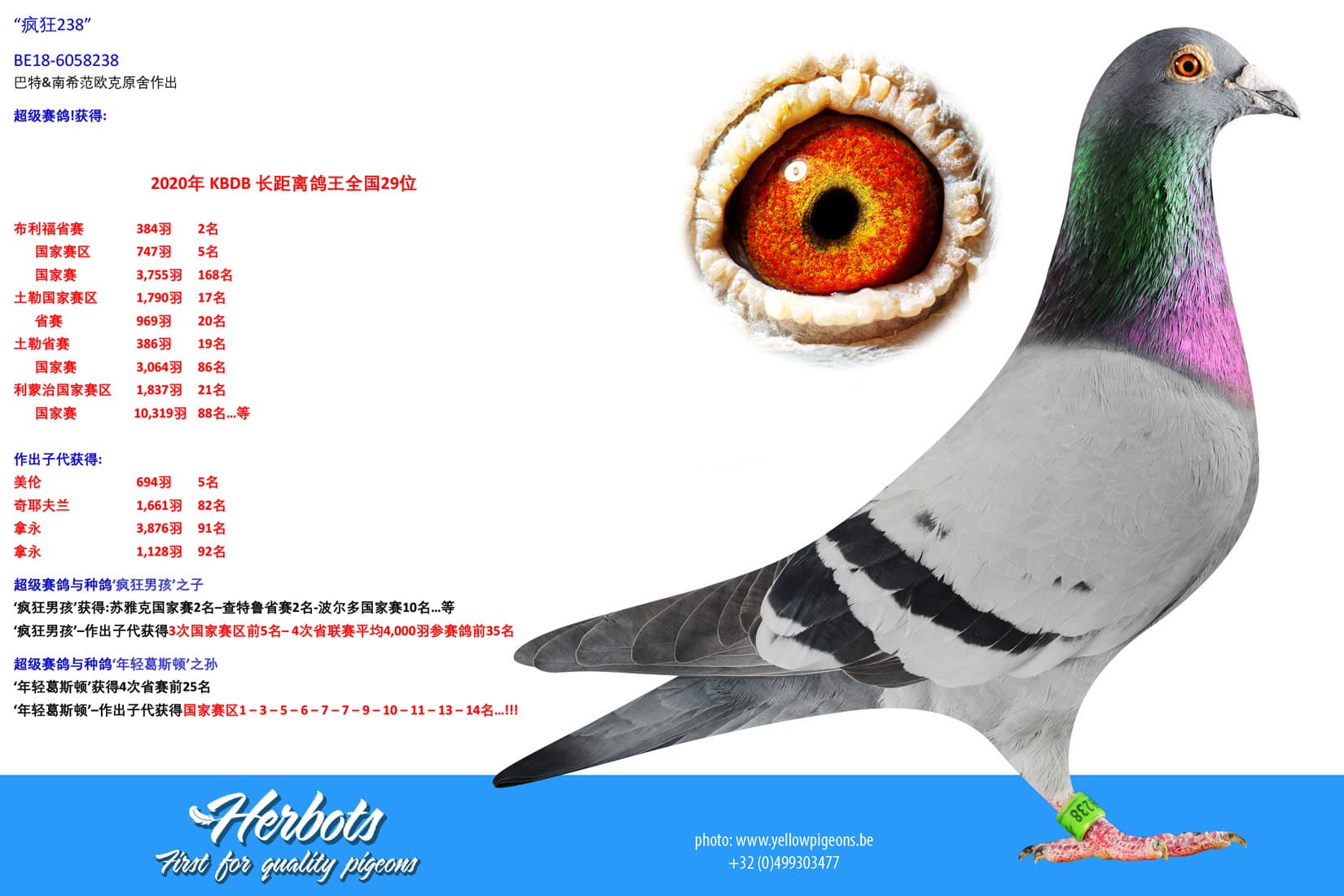 pigeon: undefined