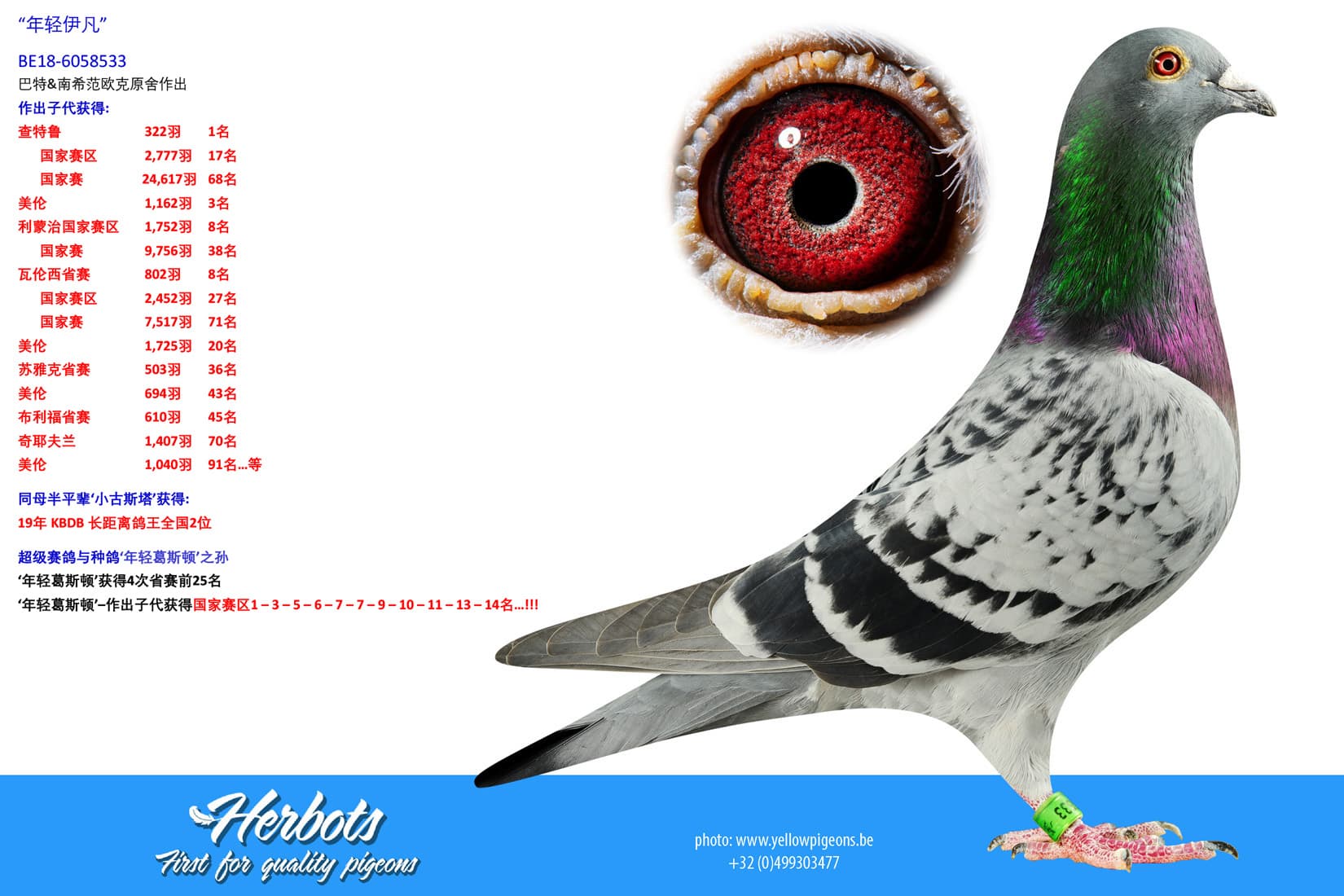 pigeon: undefined