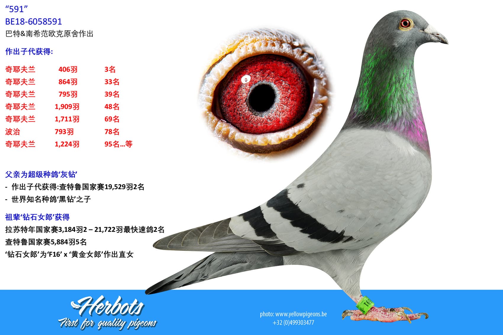 pigeon: undefined
