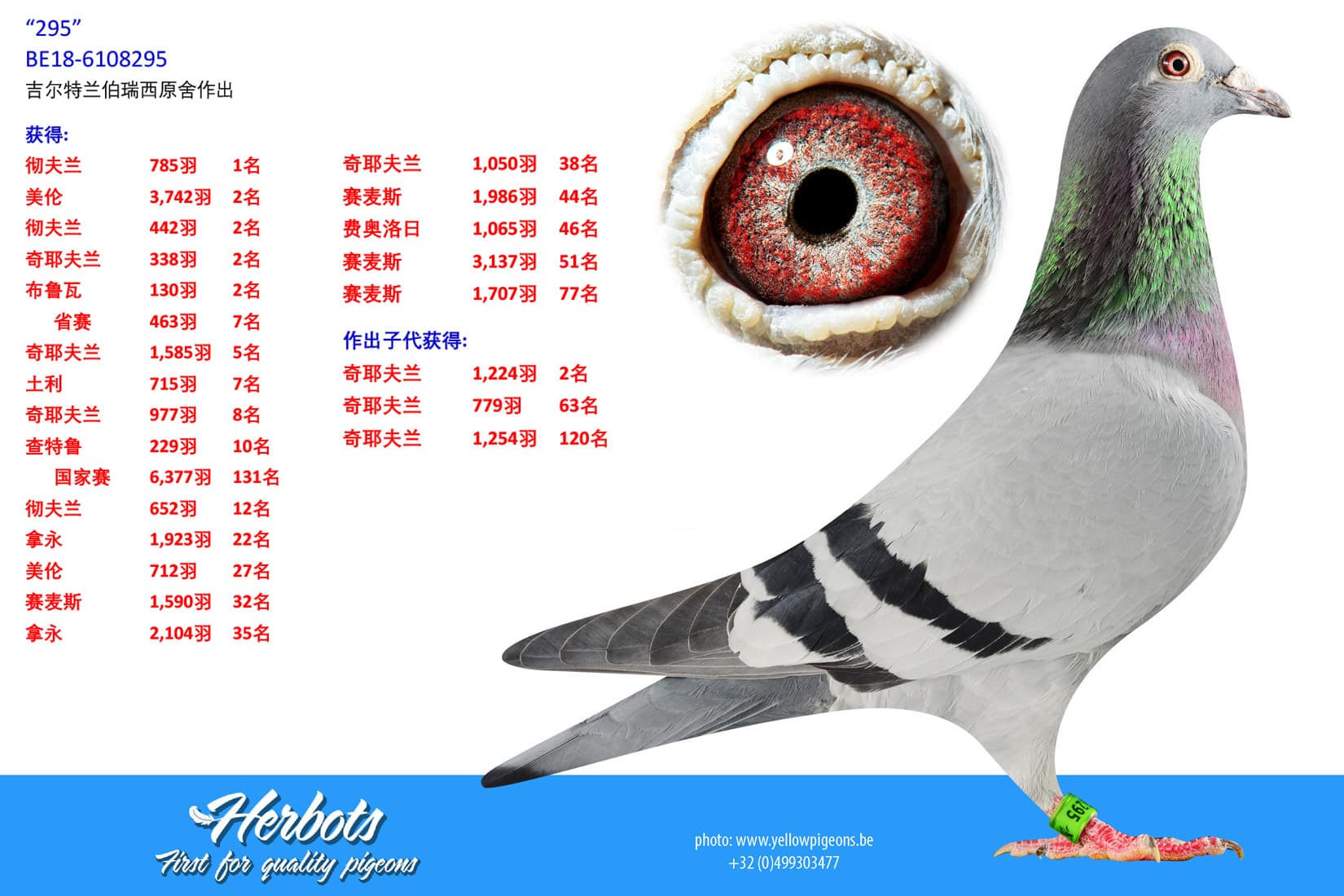 pigeon: undefined
