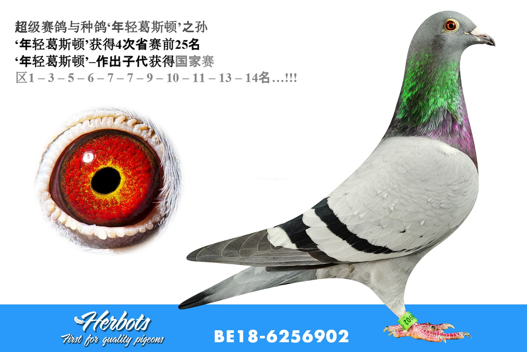 pigeon: undefined