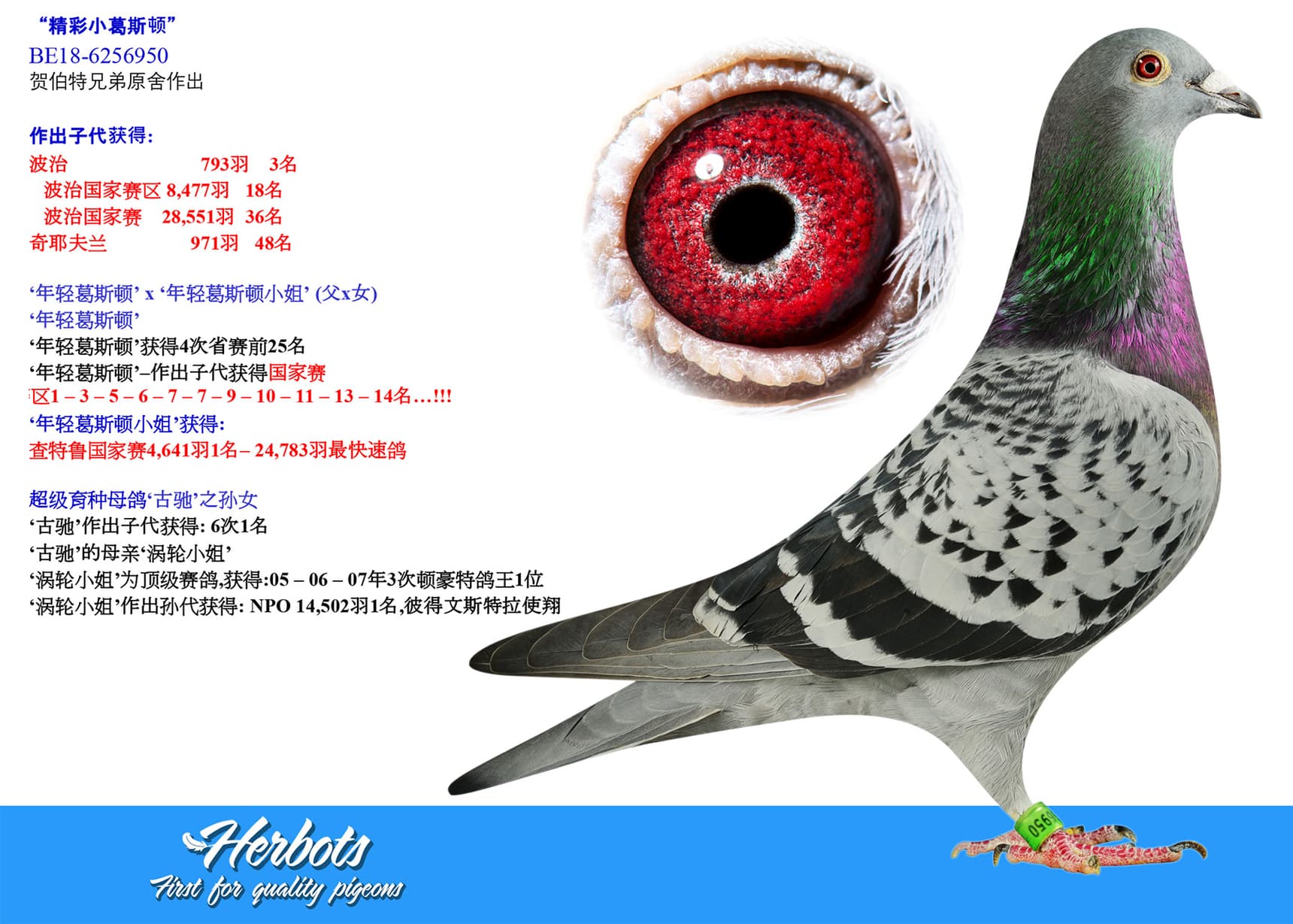 pigeon: undefined