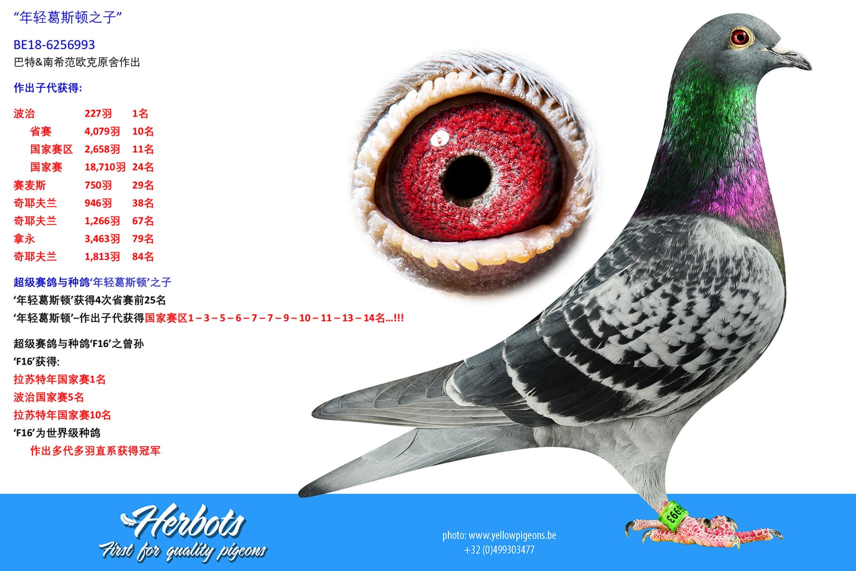 pigeon: undefined