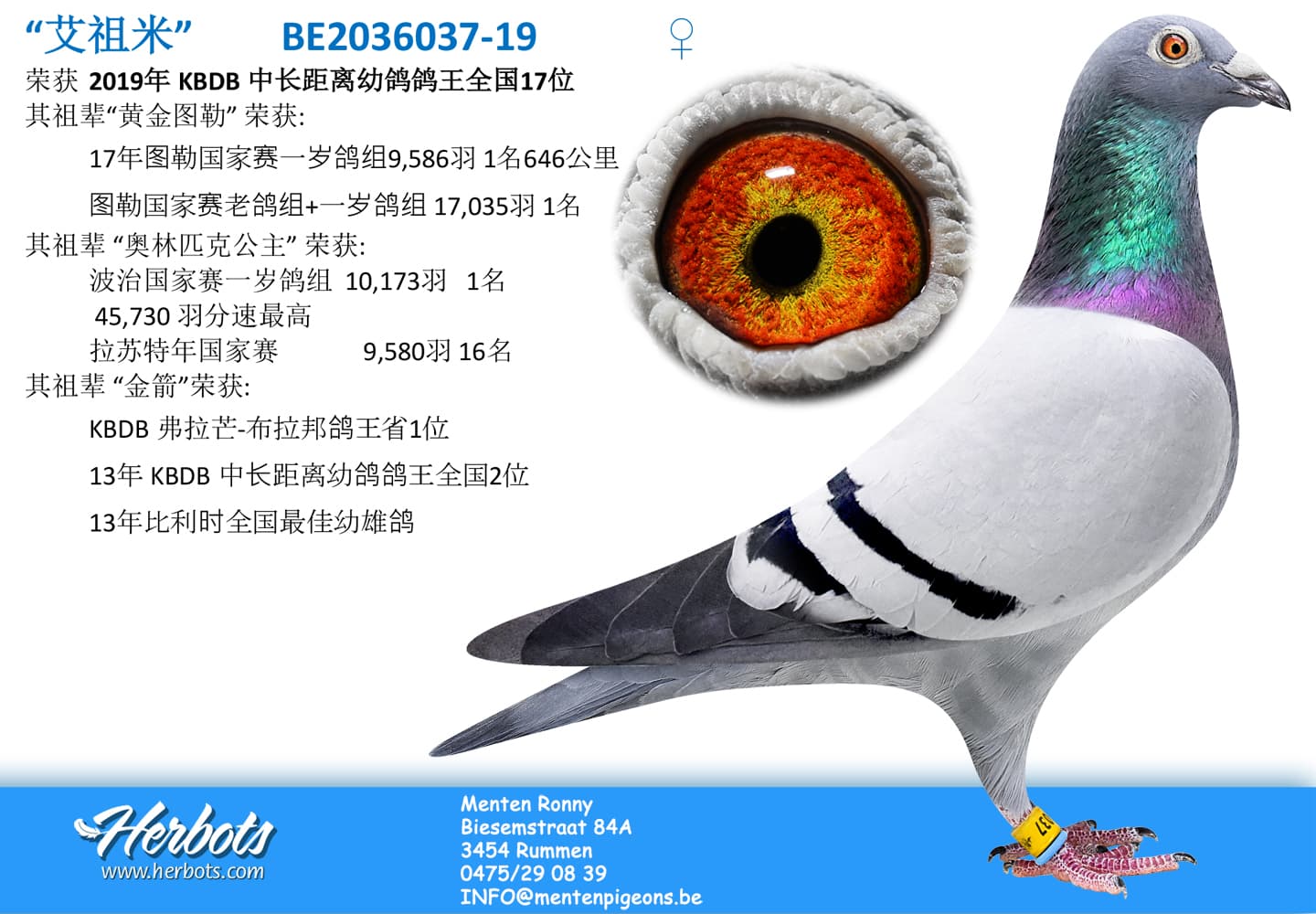 pigeon: “艾祖米”