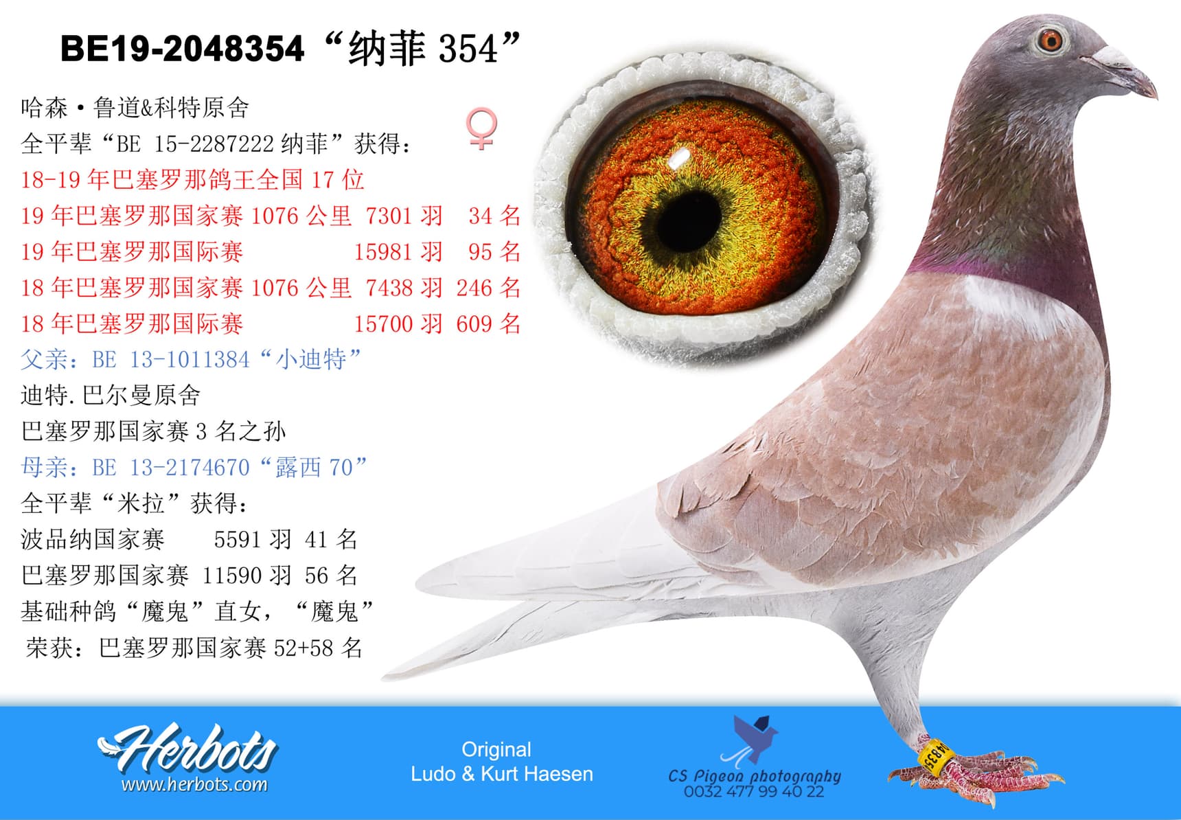 pigeon: “纳菲354”