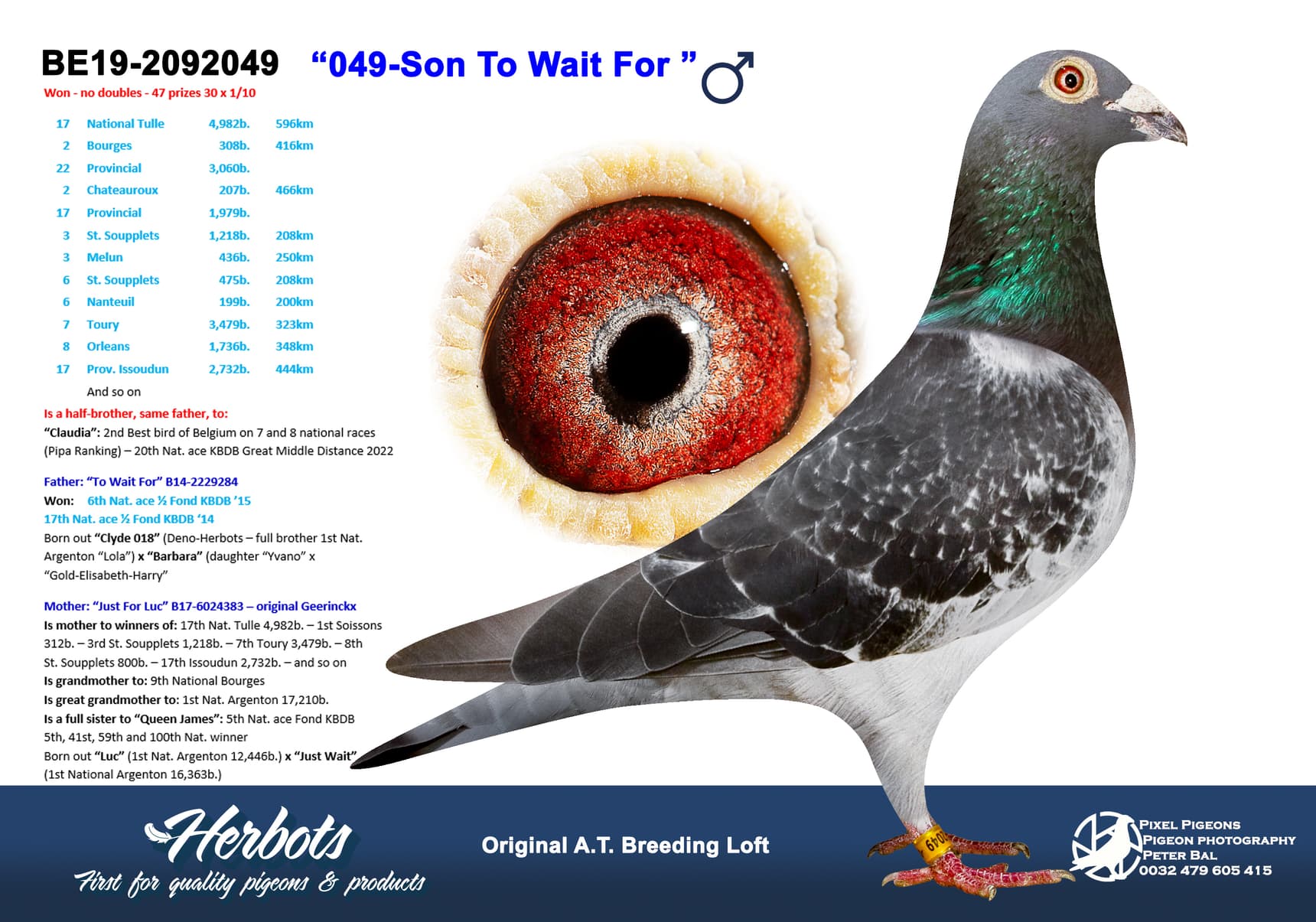 pigeon: “049-Son To Wait For ”