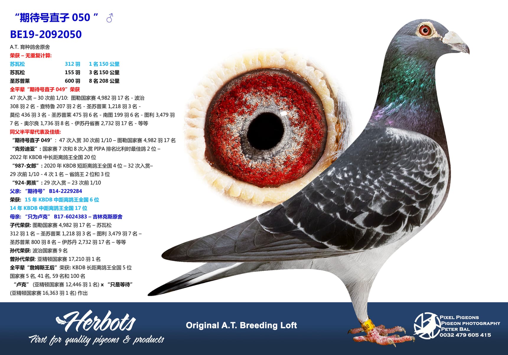 pigeon: undefined