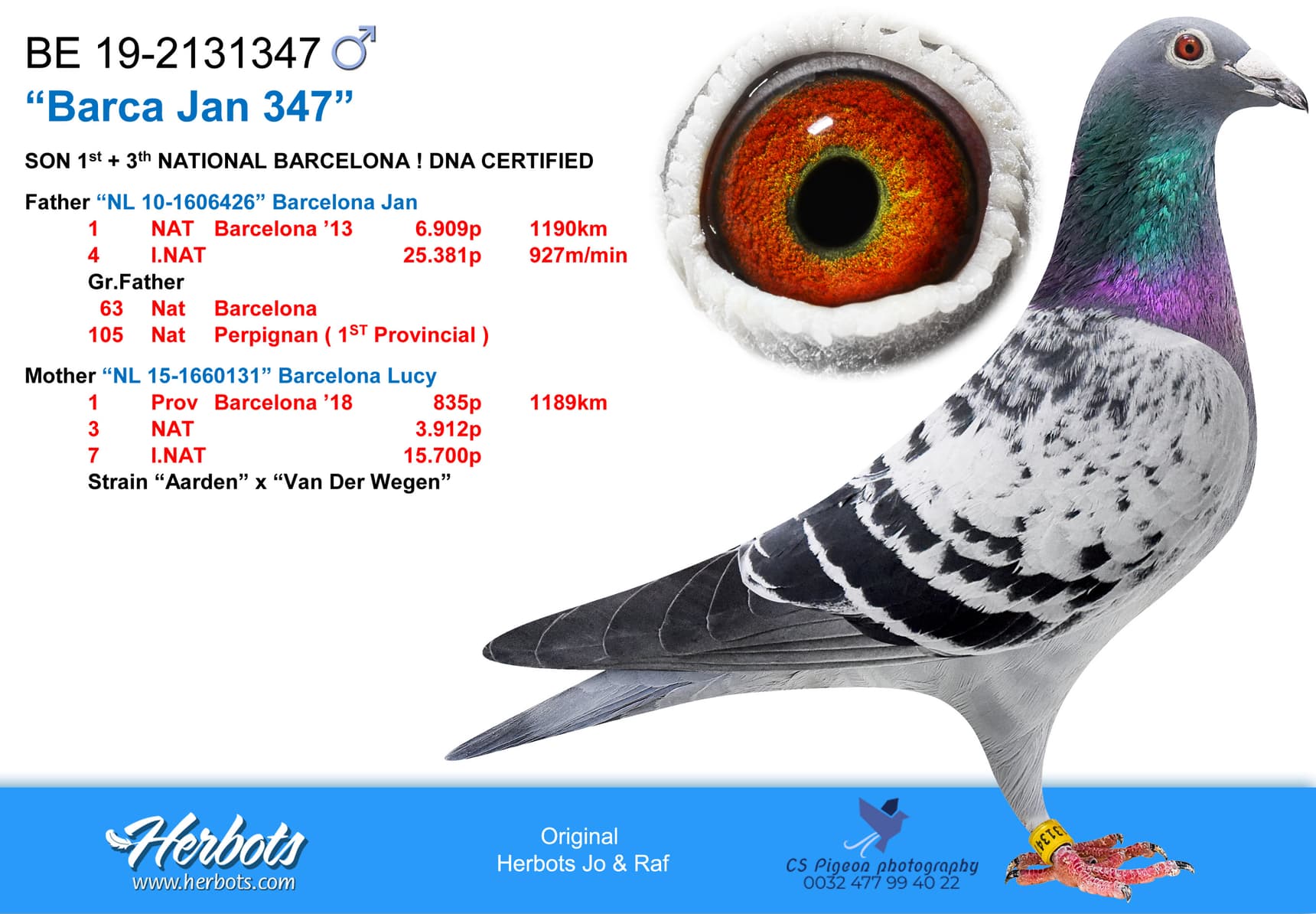 pigeon: "Barca Jan 347"