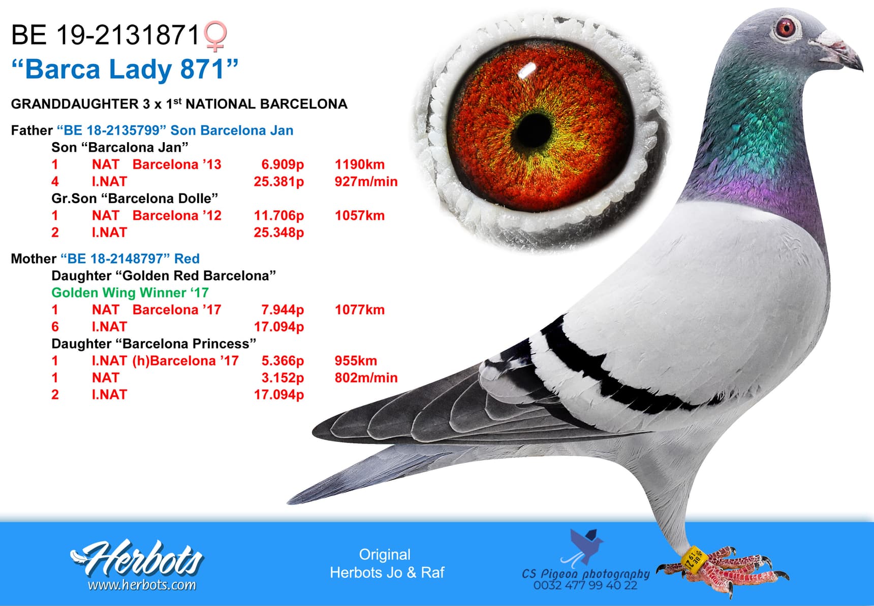 pigeon: "Barca Lady 871"