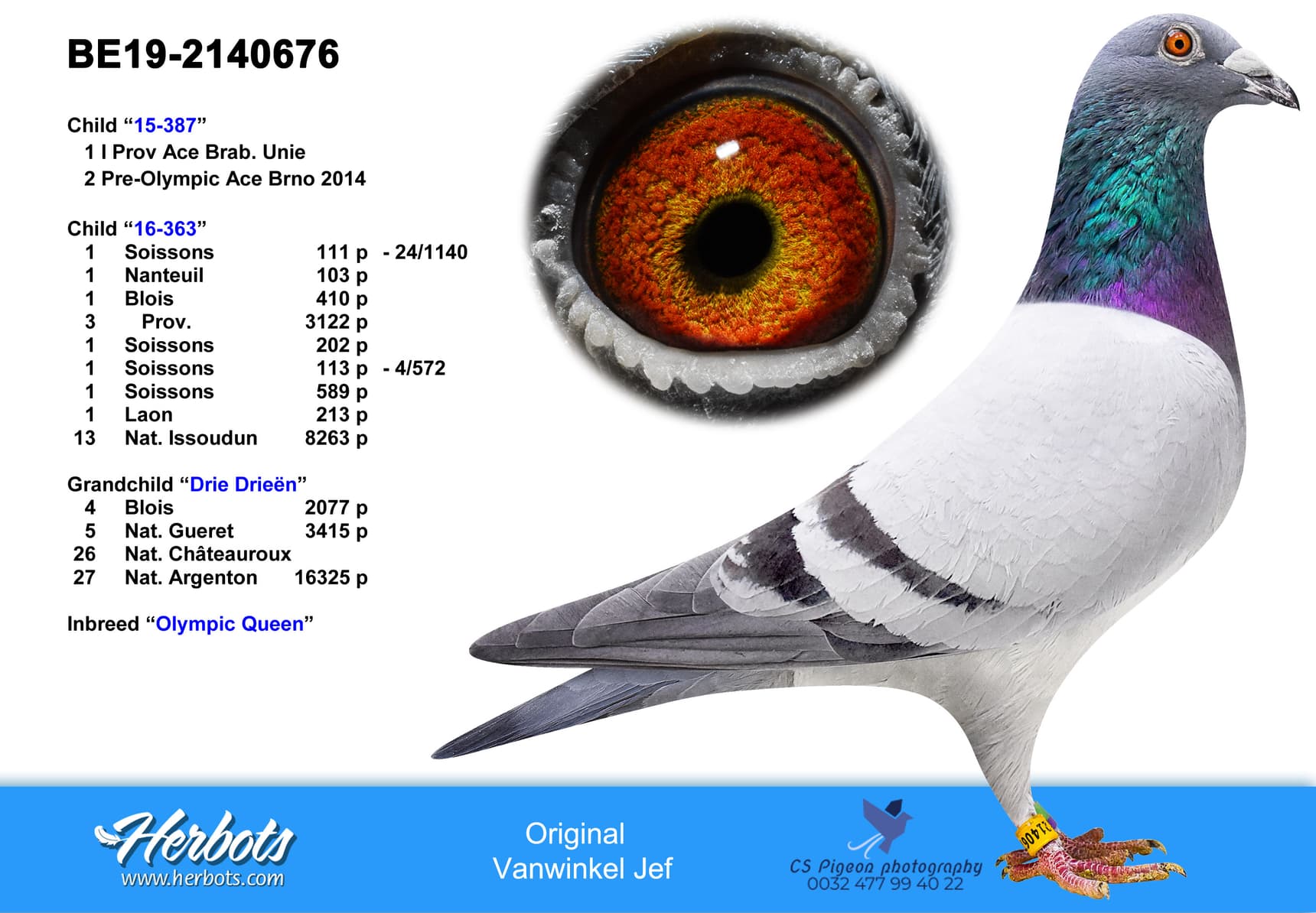 pigeon: Inbreed Olympic Queen