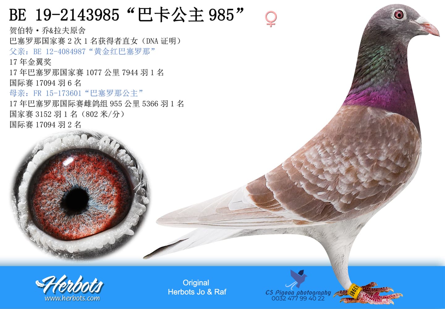 pigeon: undefined