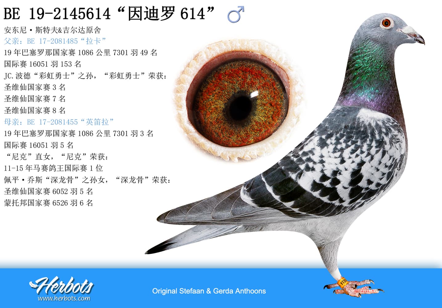 pigeon: undefined