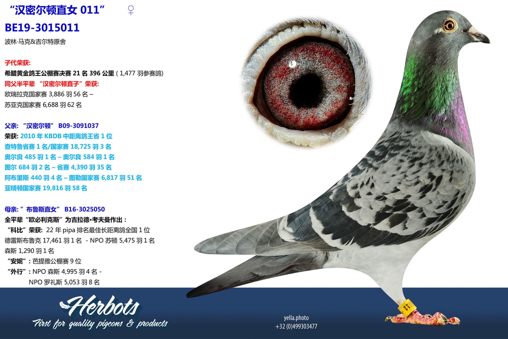 pigeon: undefined