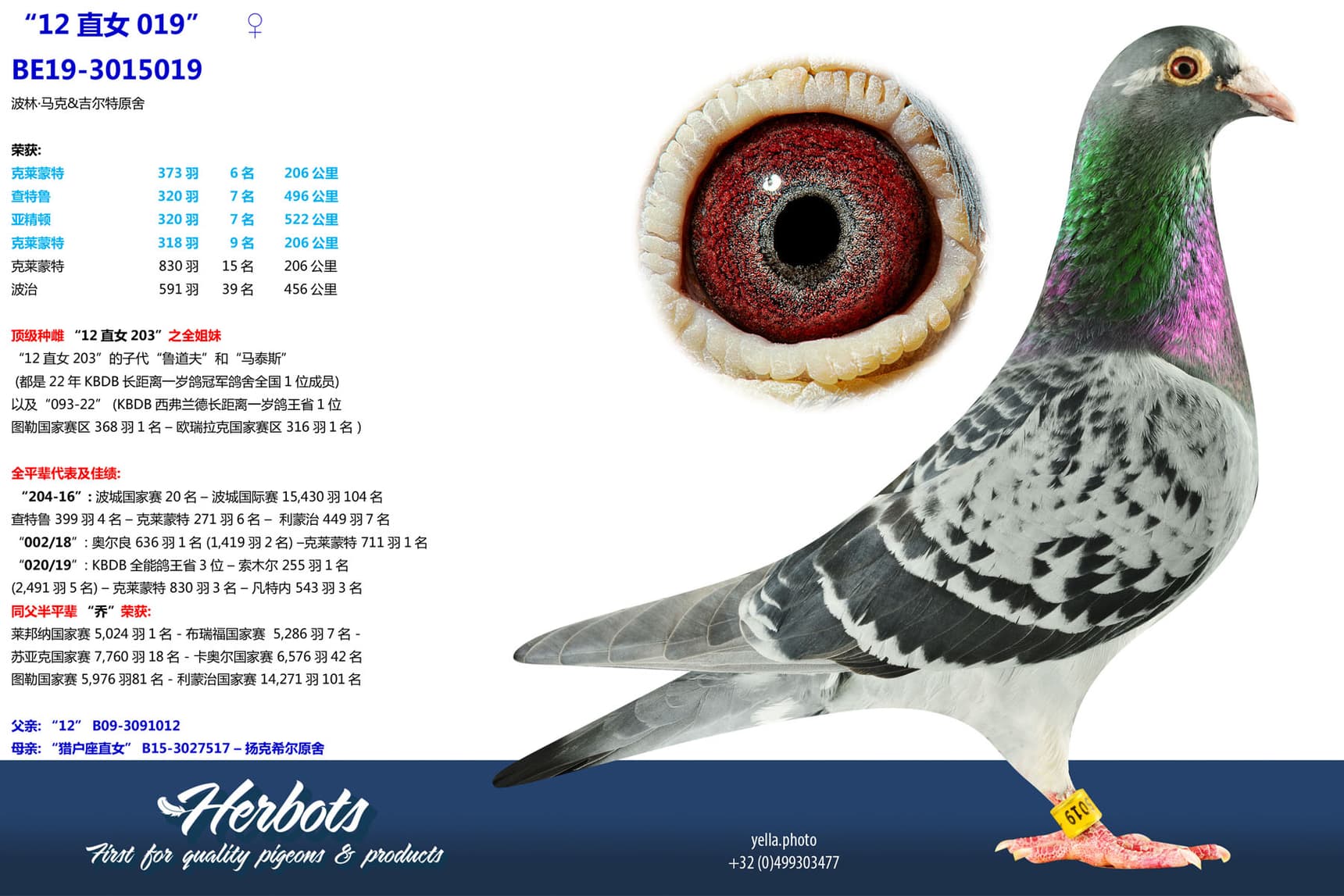 pigeon: undefined
