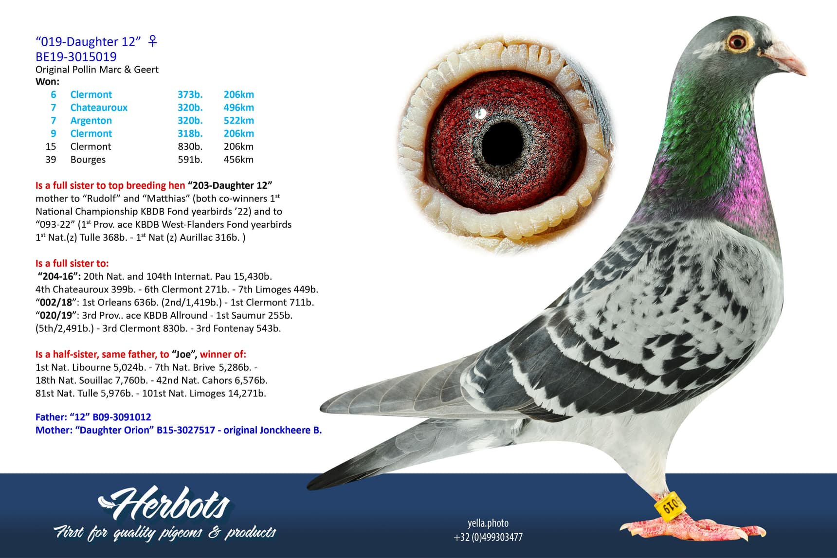 pigeon: undefined
