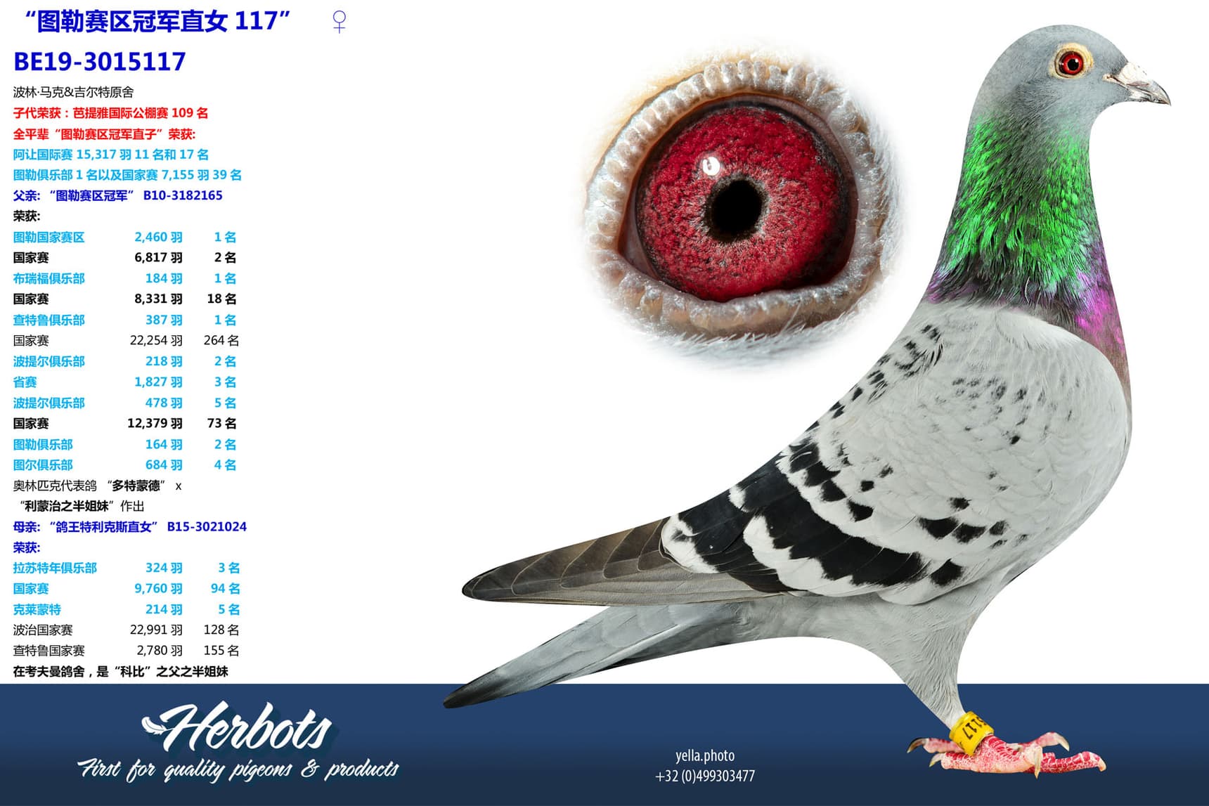 pigeon: undefined