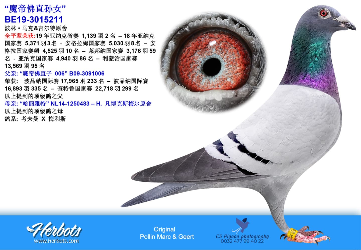 pigeon: undefined