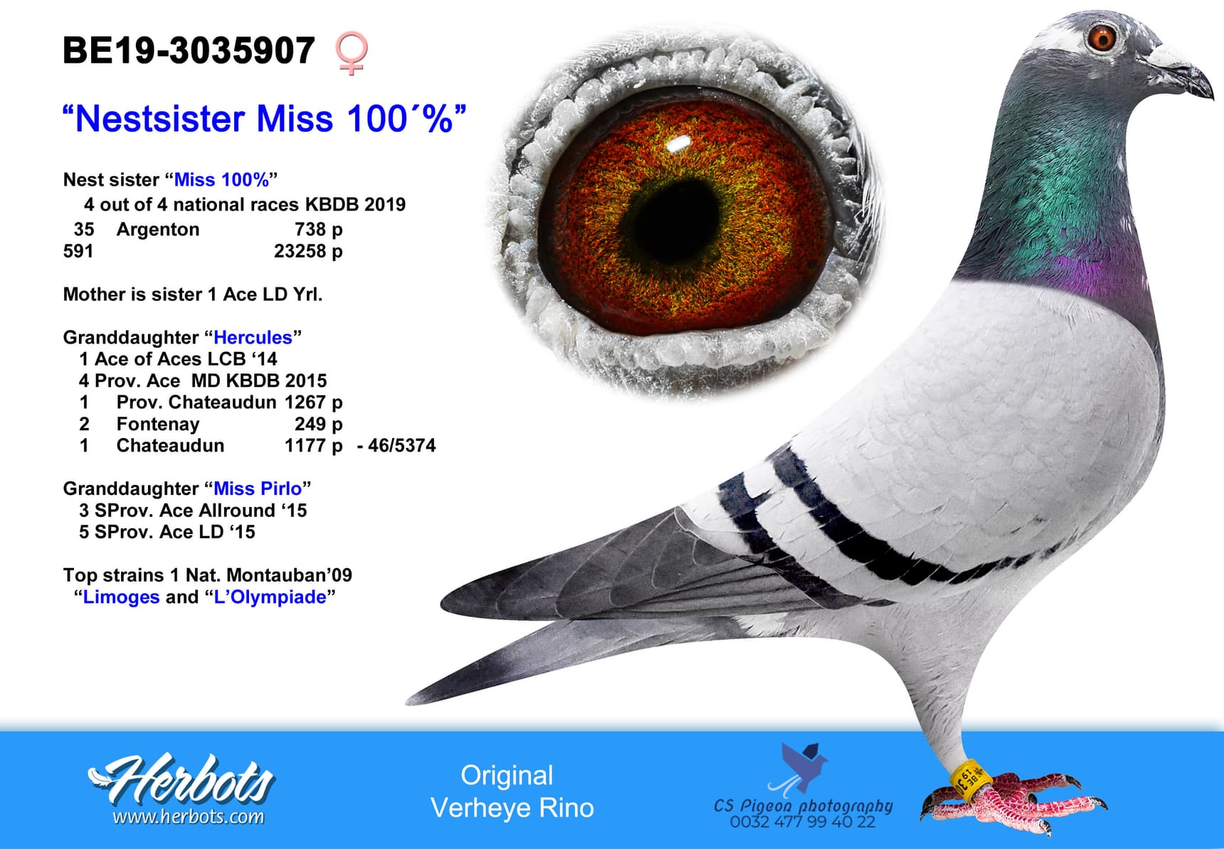 pigeon: Sister Miss 100%