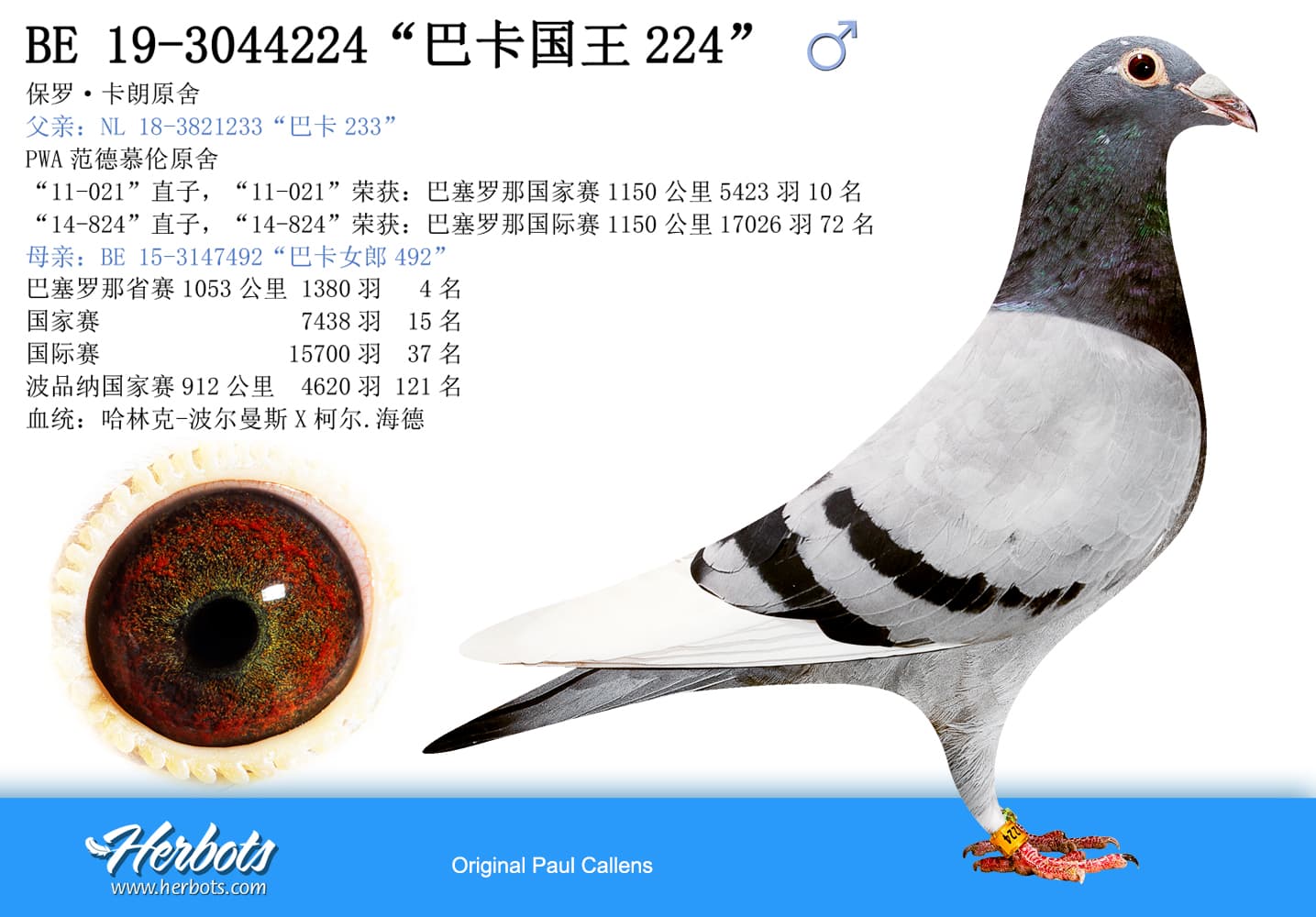 pigeon: undefined