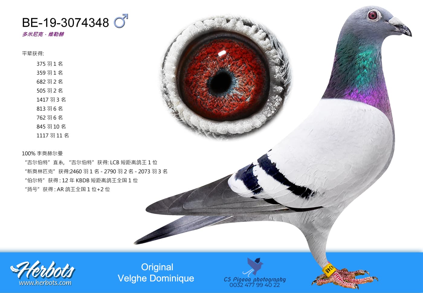 pigeon: undefined