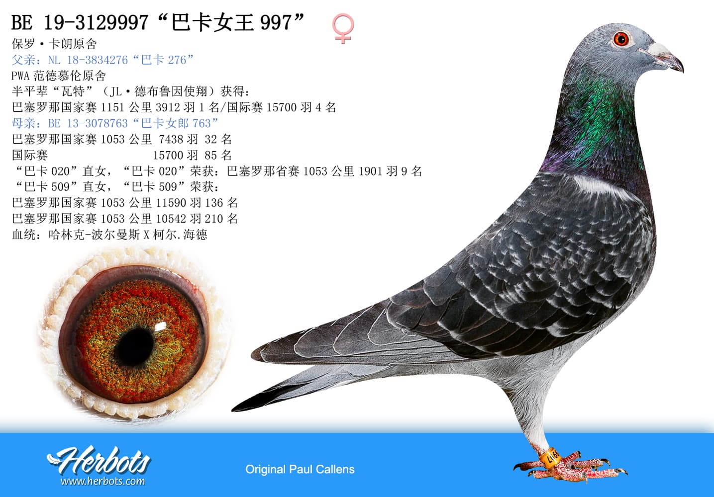 pigeon: undefined