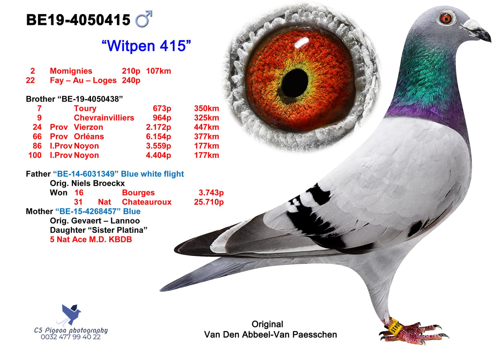 pigeon: "Witpen 415"
