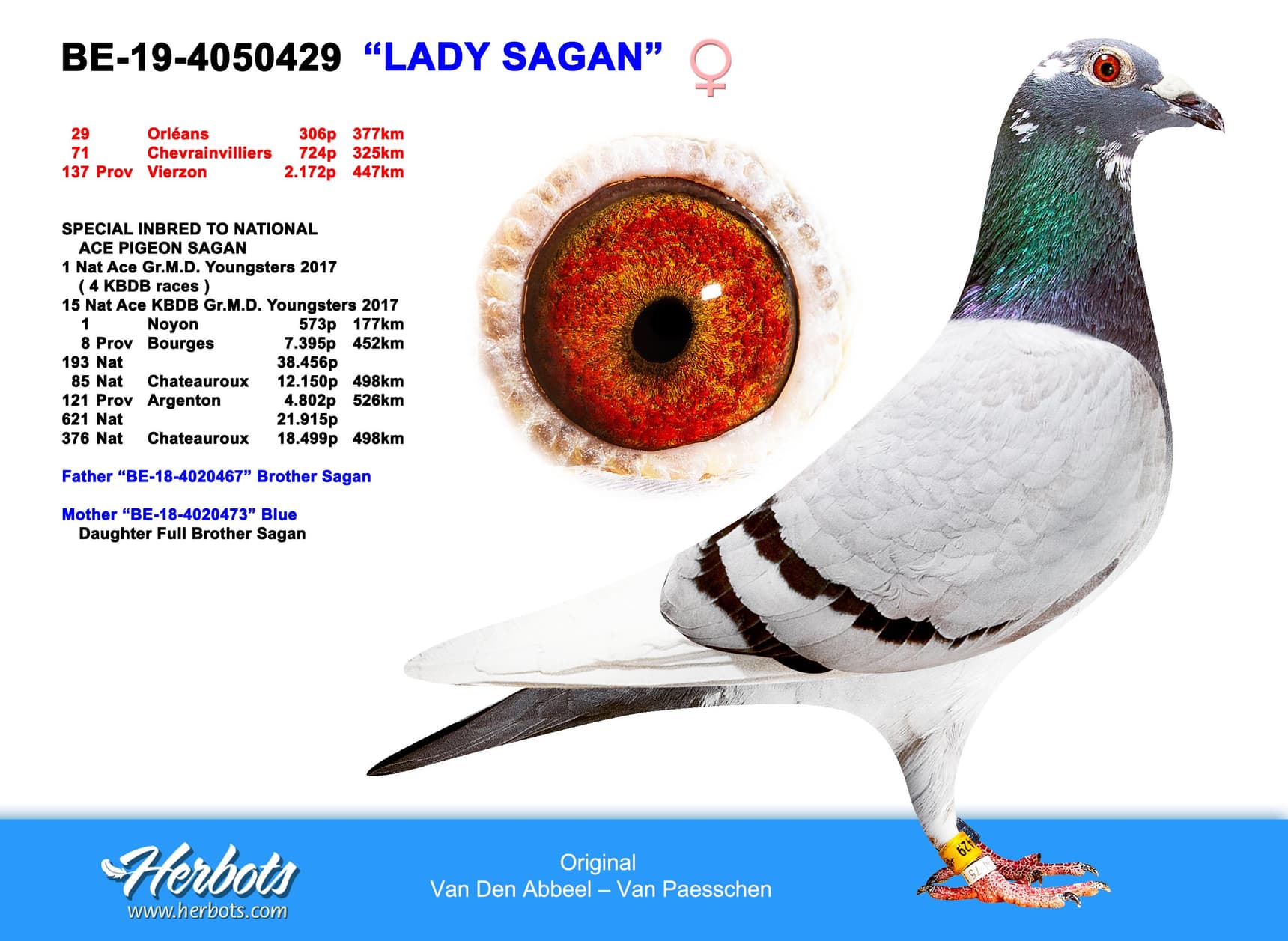 pigeon: undefined