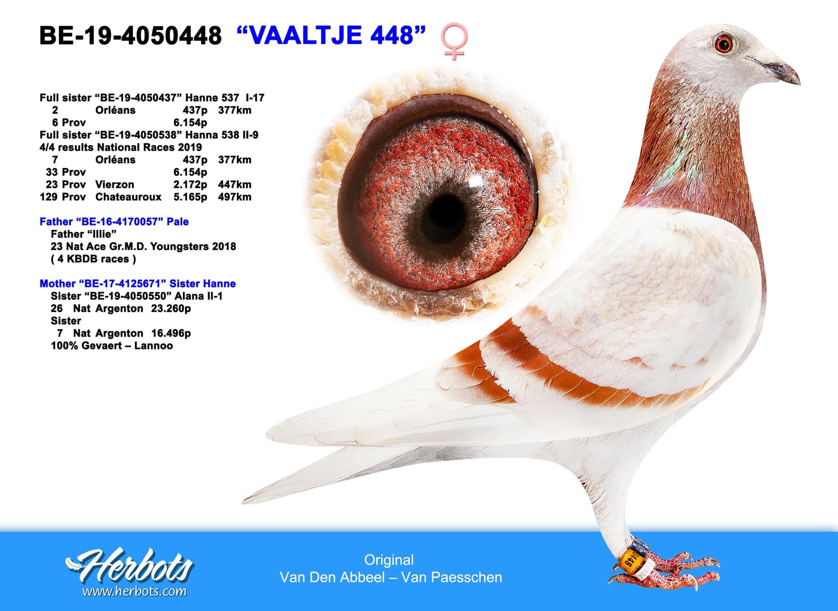 pigeon: "Vaaltje 448'