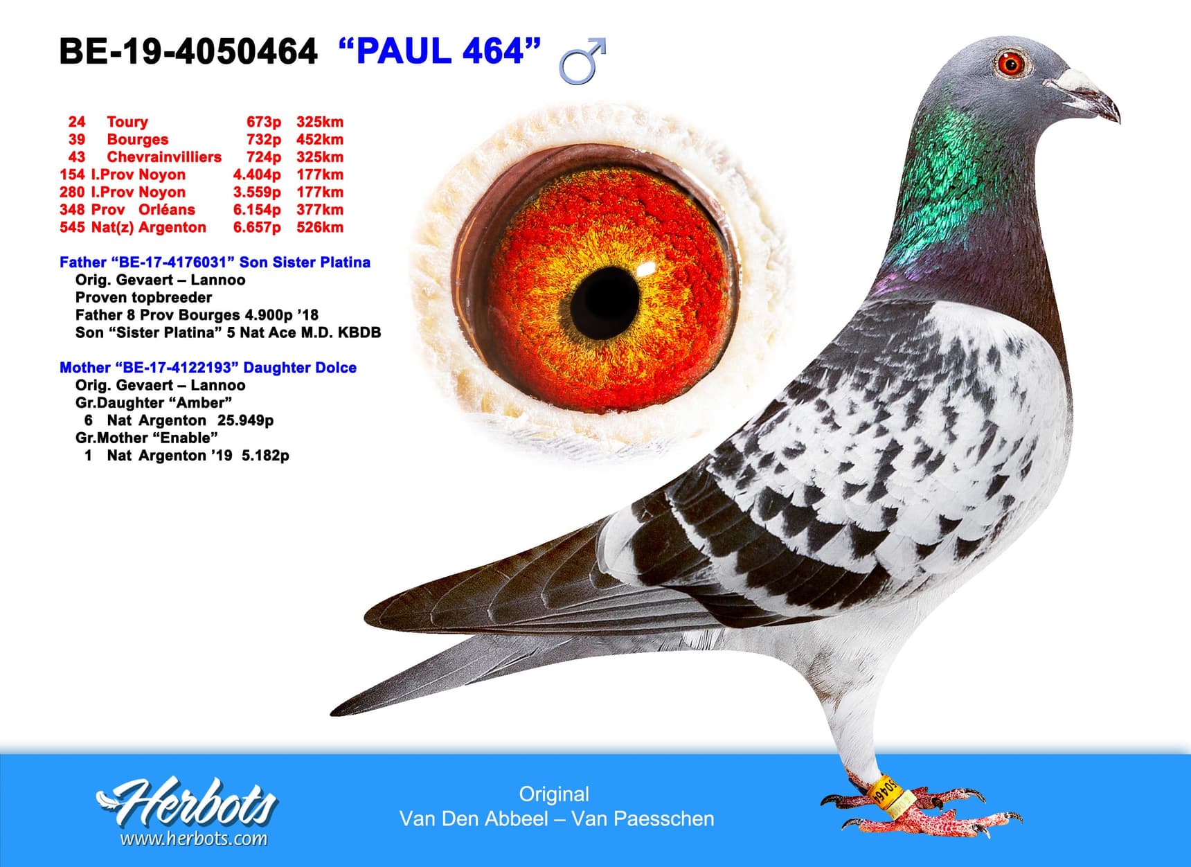 pigeon: undefined