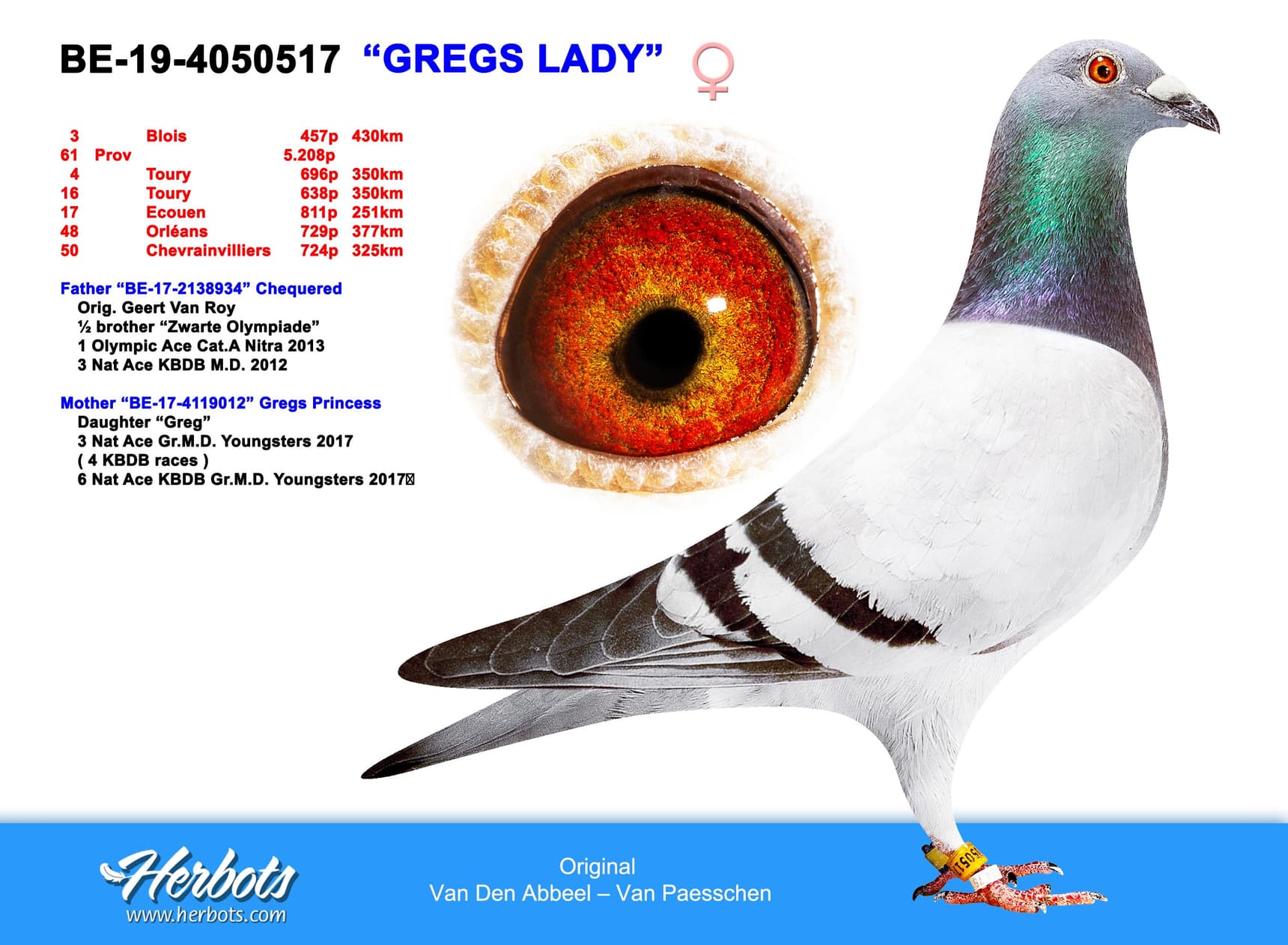 pigeon: "Gregs Lady "