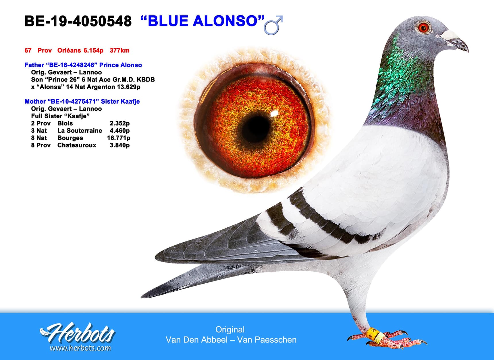 pigeon: "Blue Alonso"
