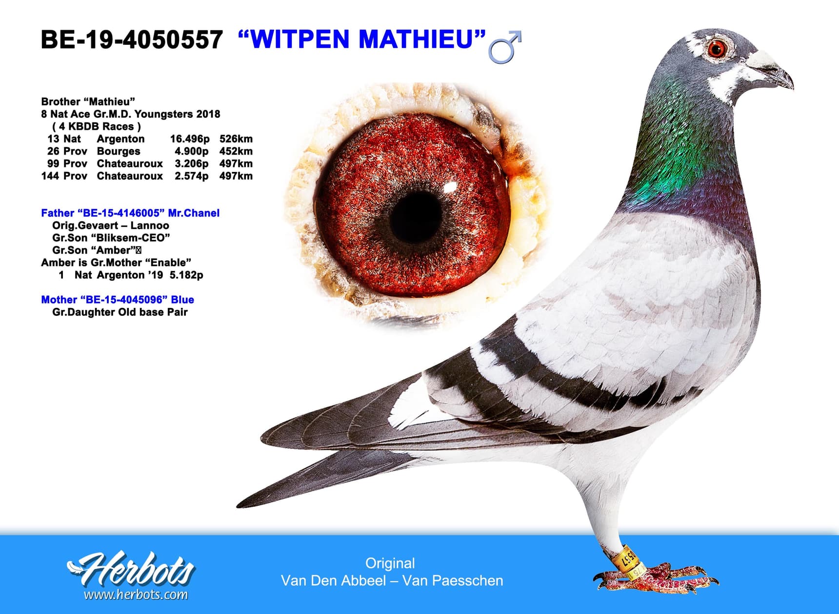 pigeon: undefined