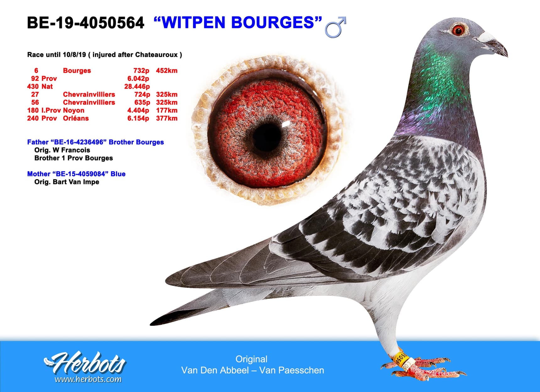 pigeon: "Witpen Bourges"