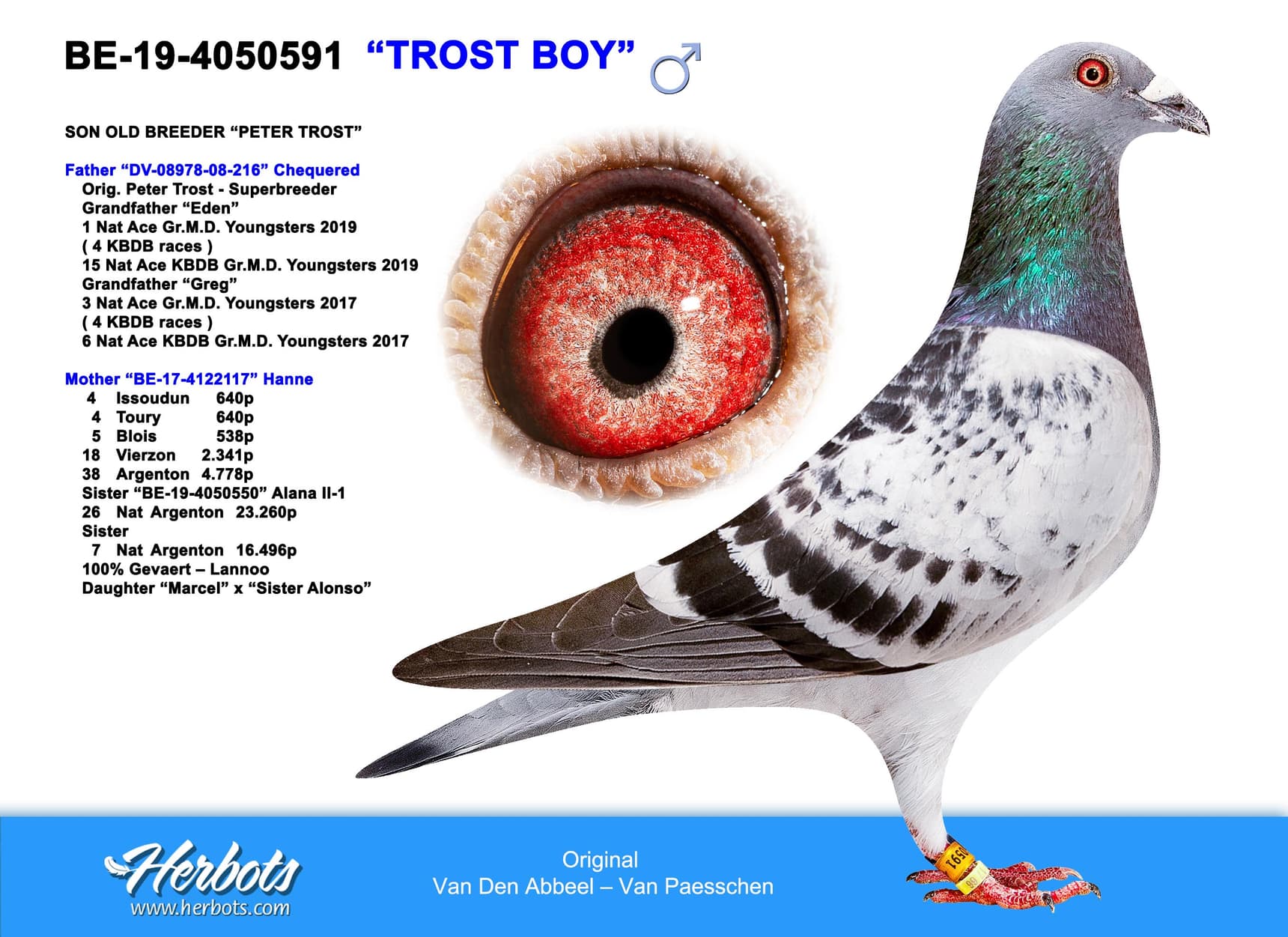 pigeon: "Trost Boy"