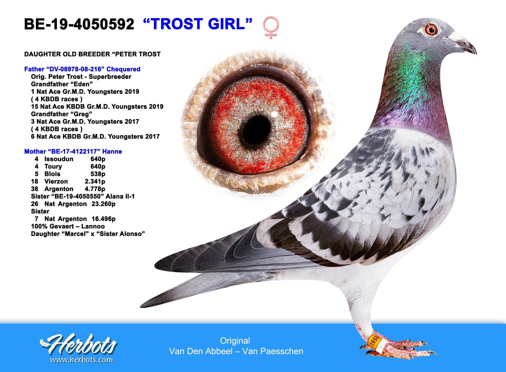 pigeon: "Trost Girl"
