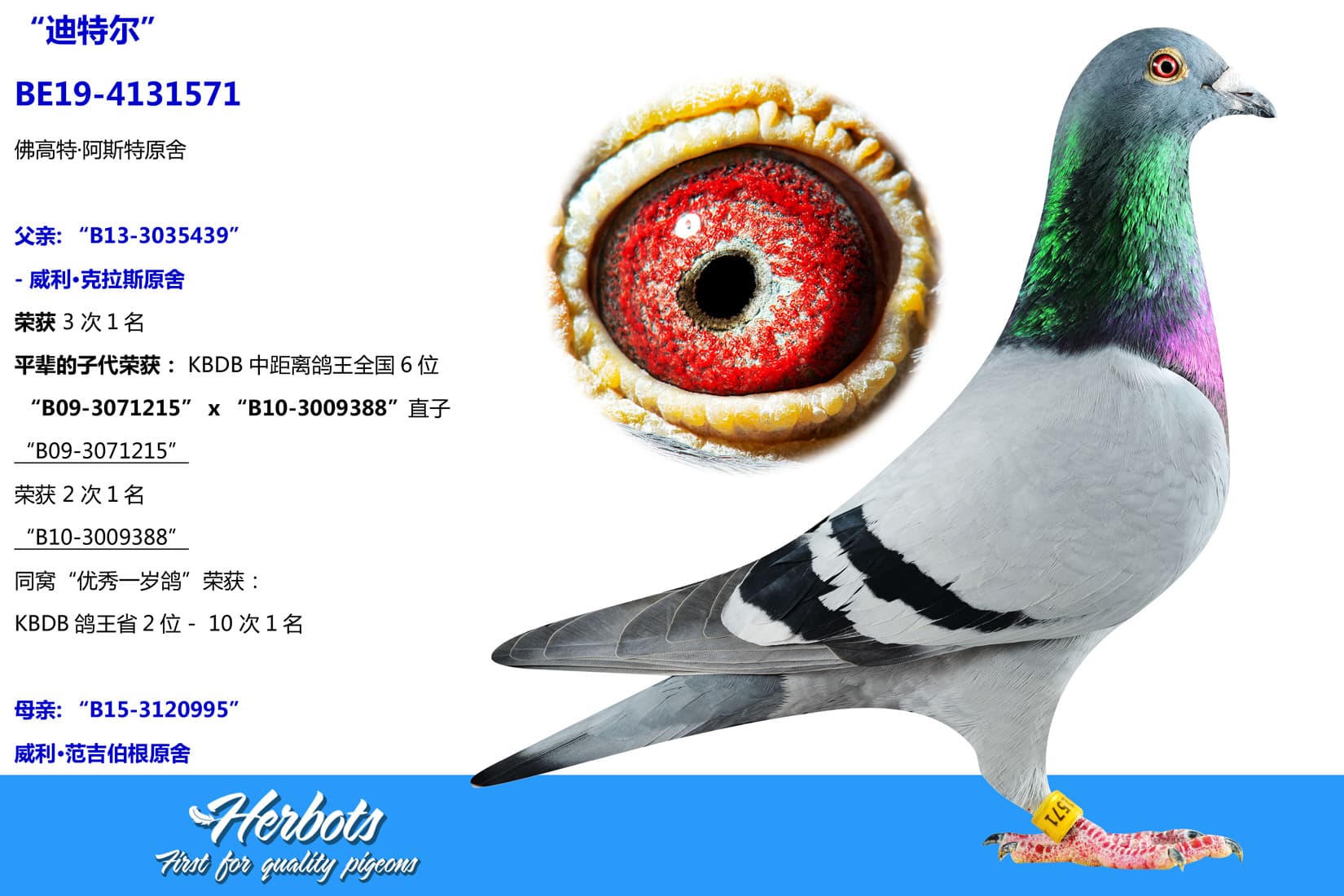 pigeon: “迪特尔”