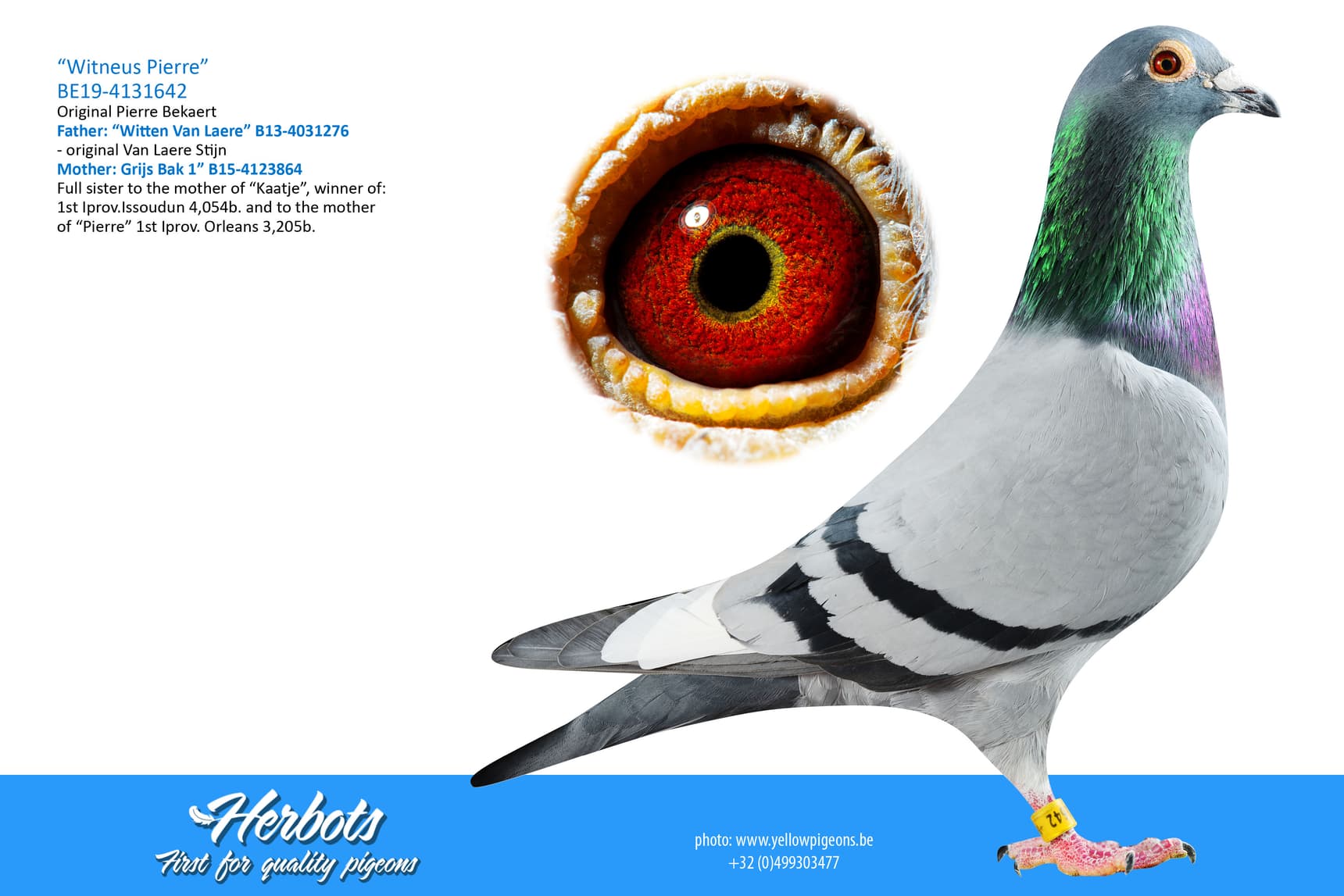 pigeon: undefined