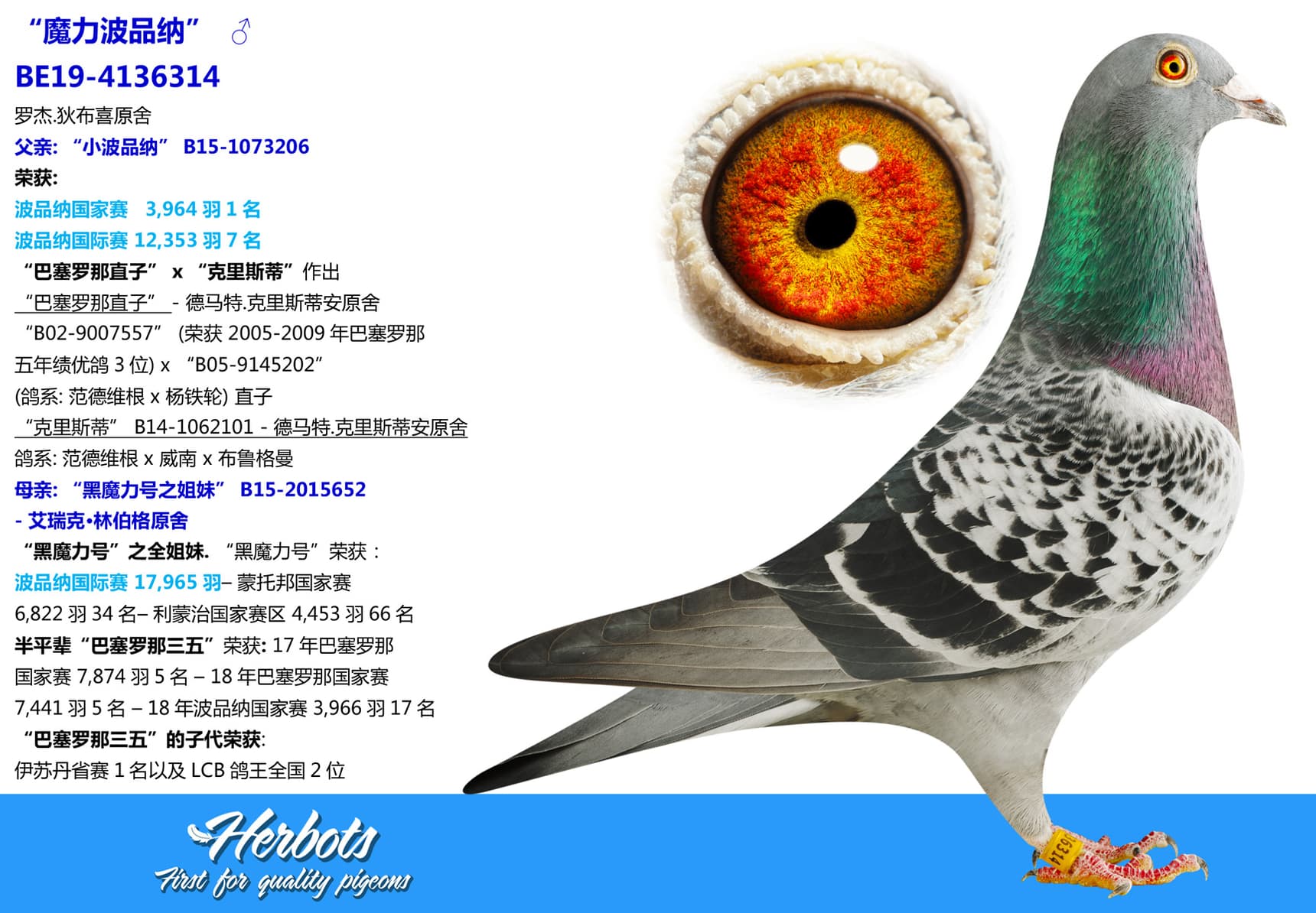 pigeon: undefined