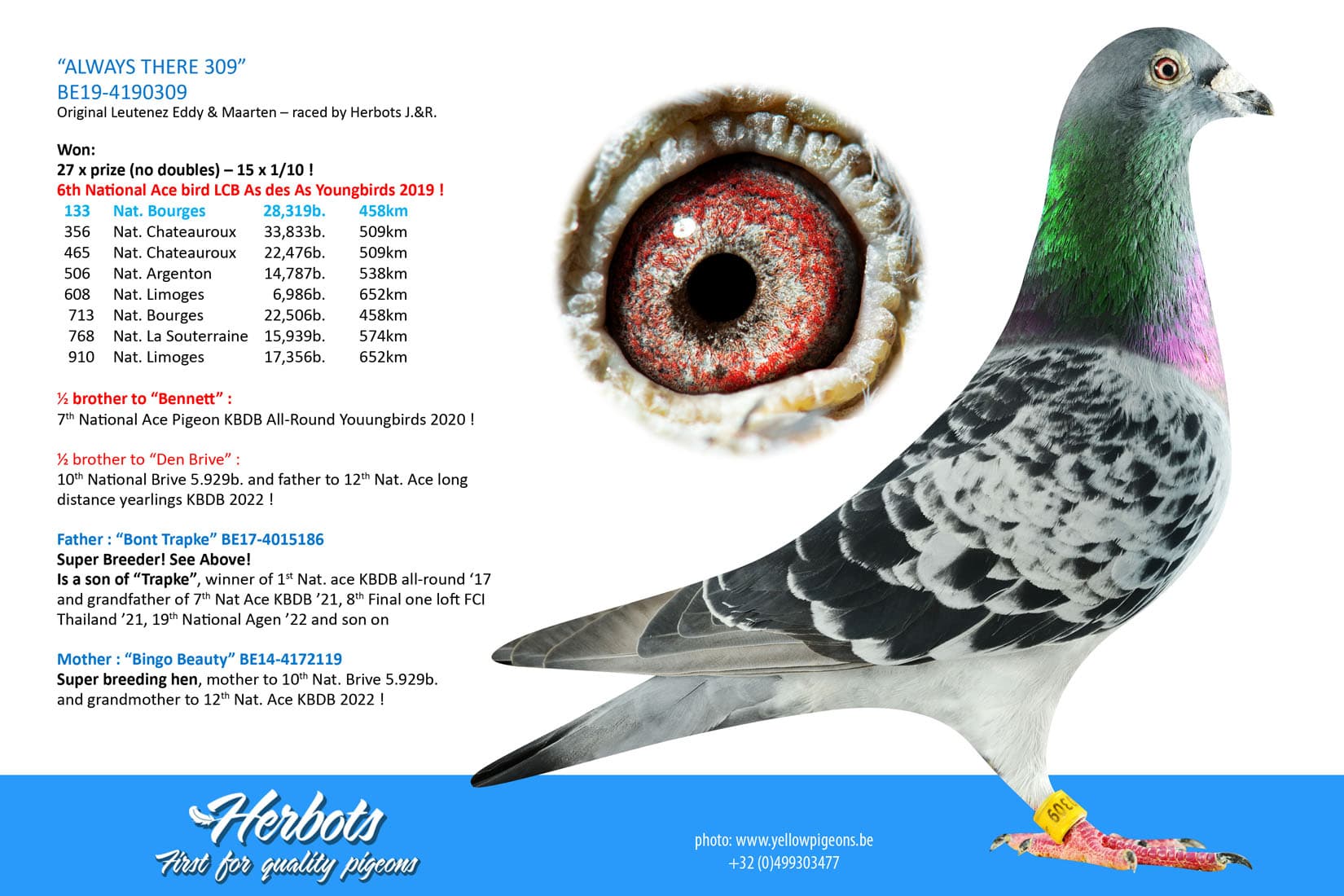 pigeon: undefined