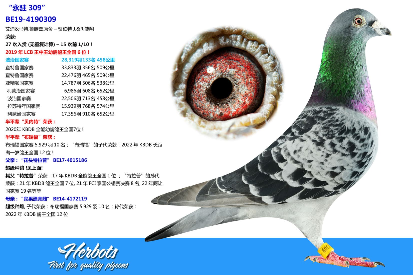 pigeon: undefined