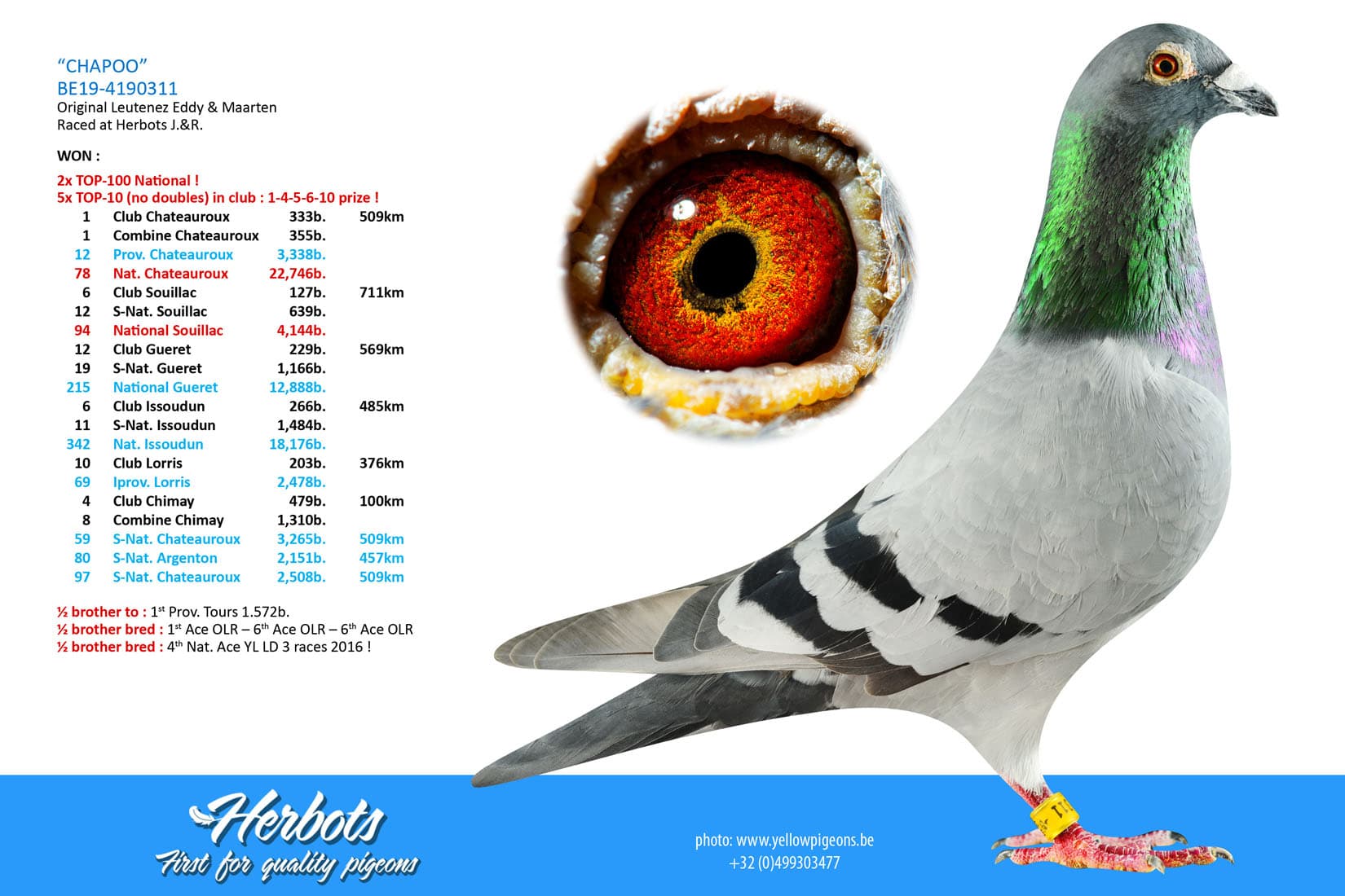 pigeon: undefined