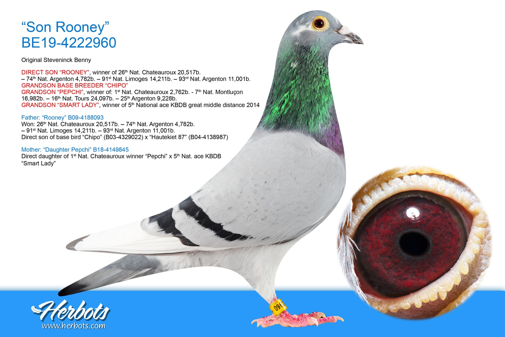 pigeon: undefined
