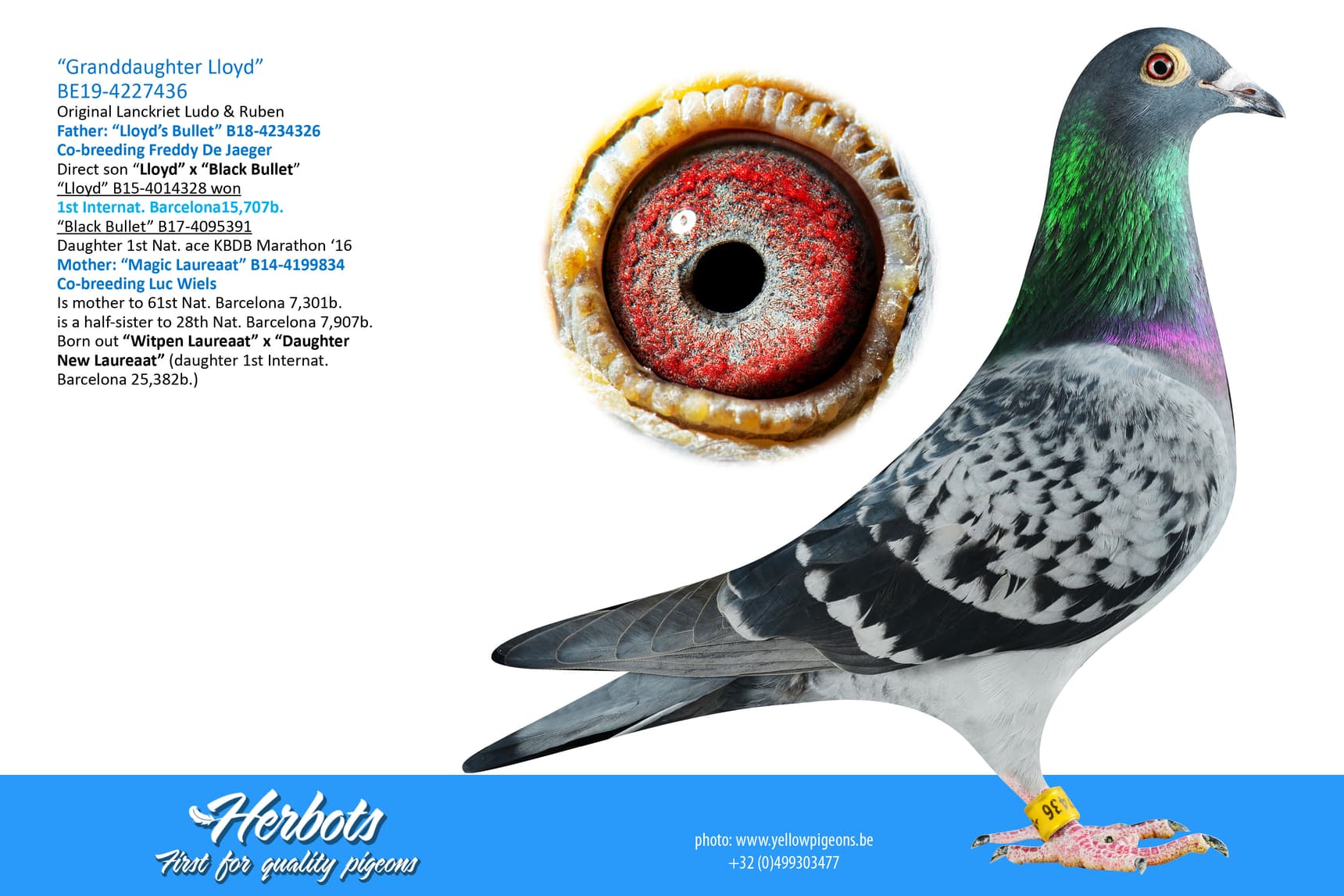 pigeon: “Granddaughter Lloyd”