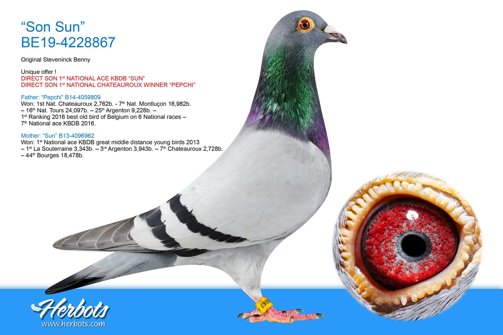 pigeon: undefined