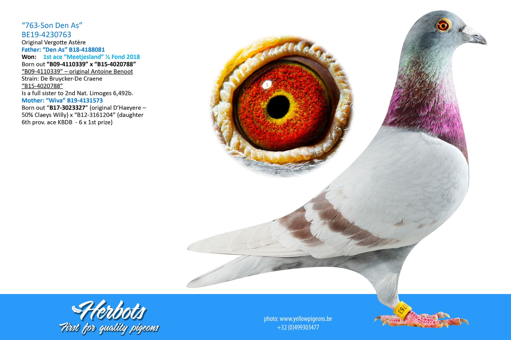 pigeon: undefined