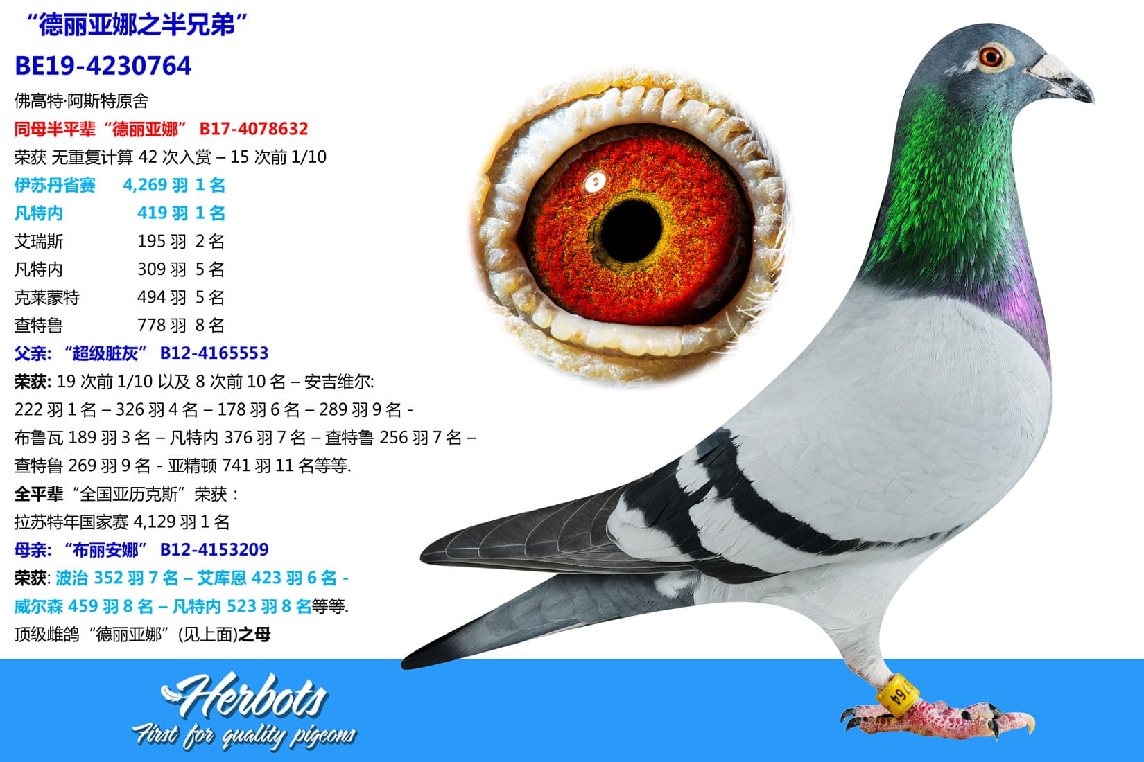 pigeon: “德丽亚娜之半兄弟”