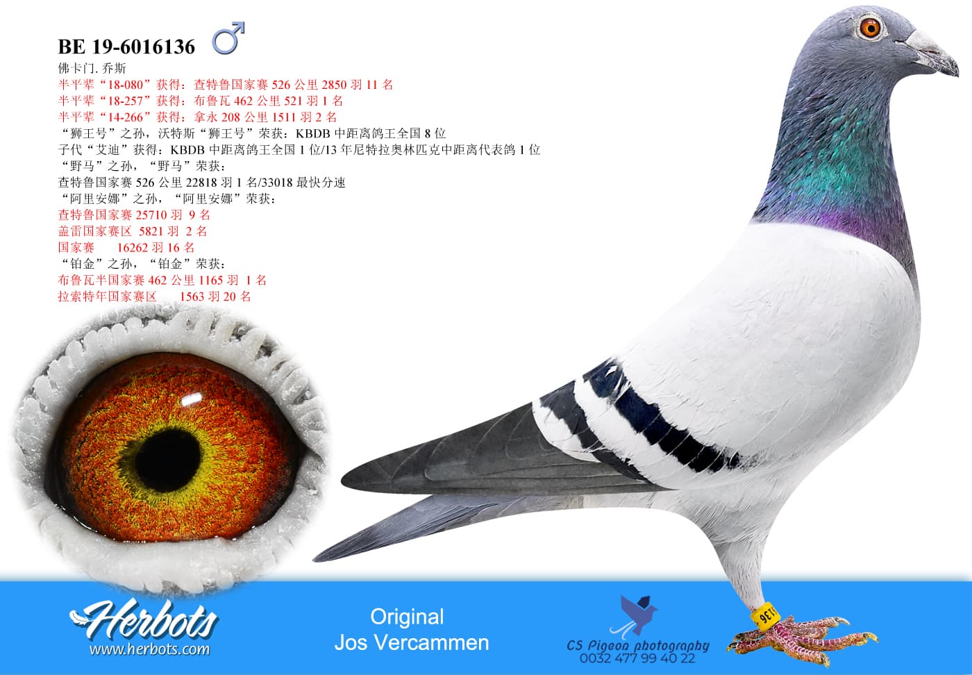 pigeon: undefined
