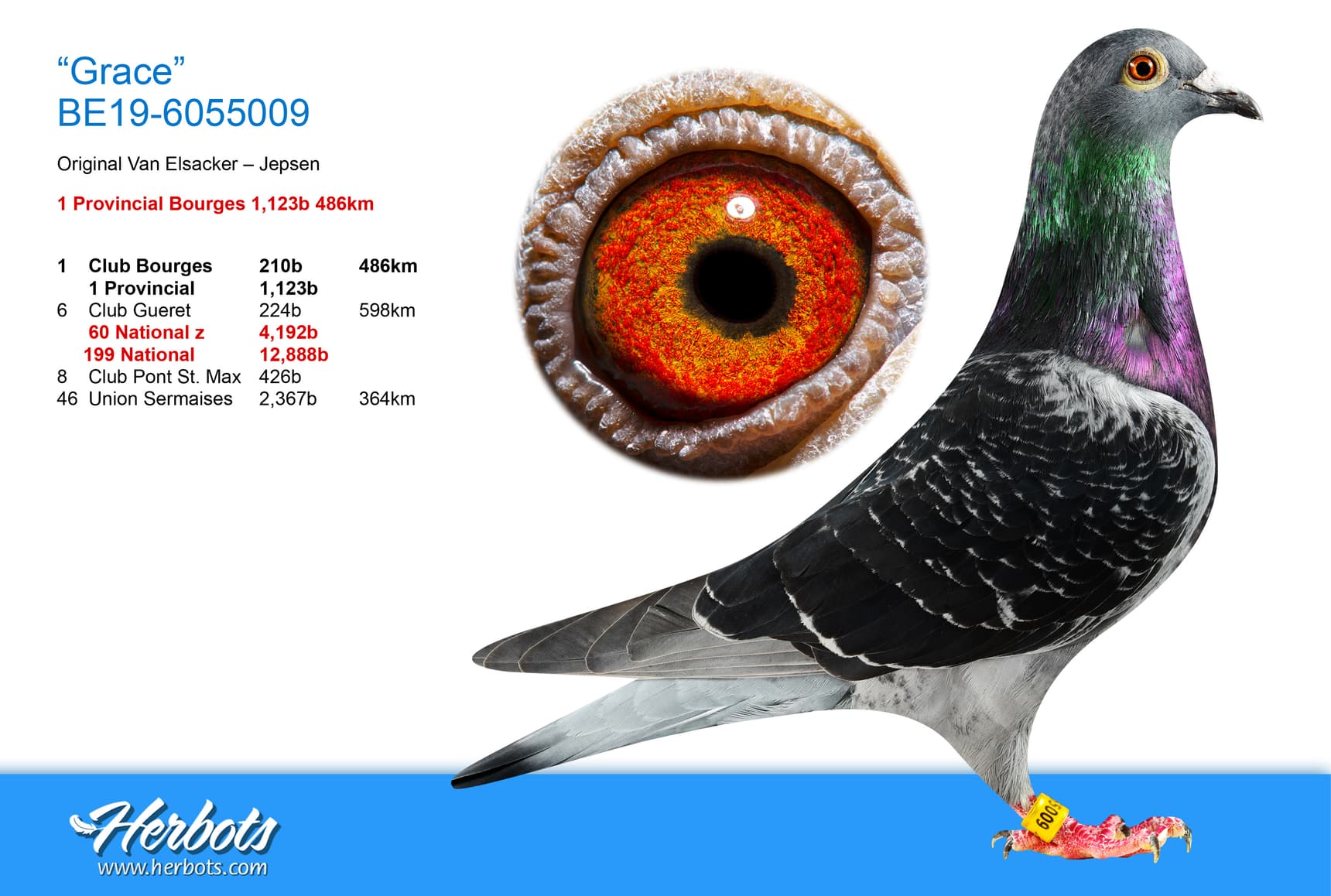 pigeon: undefined